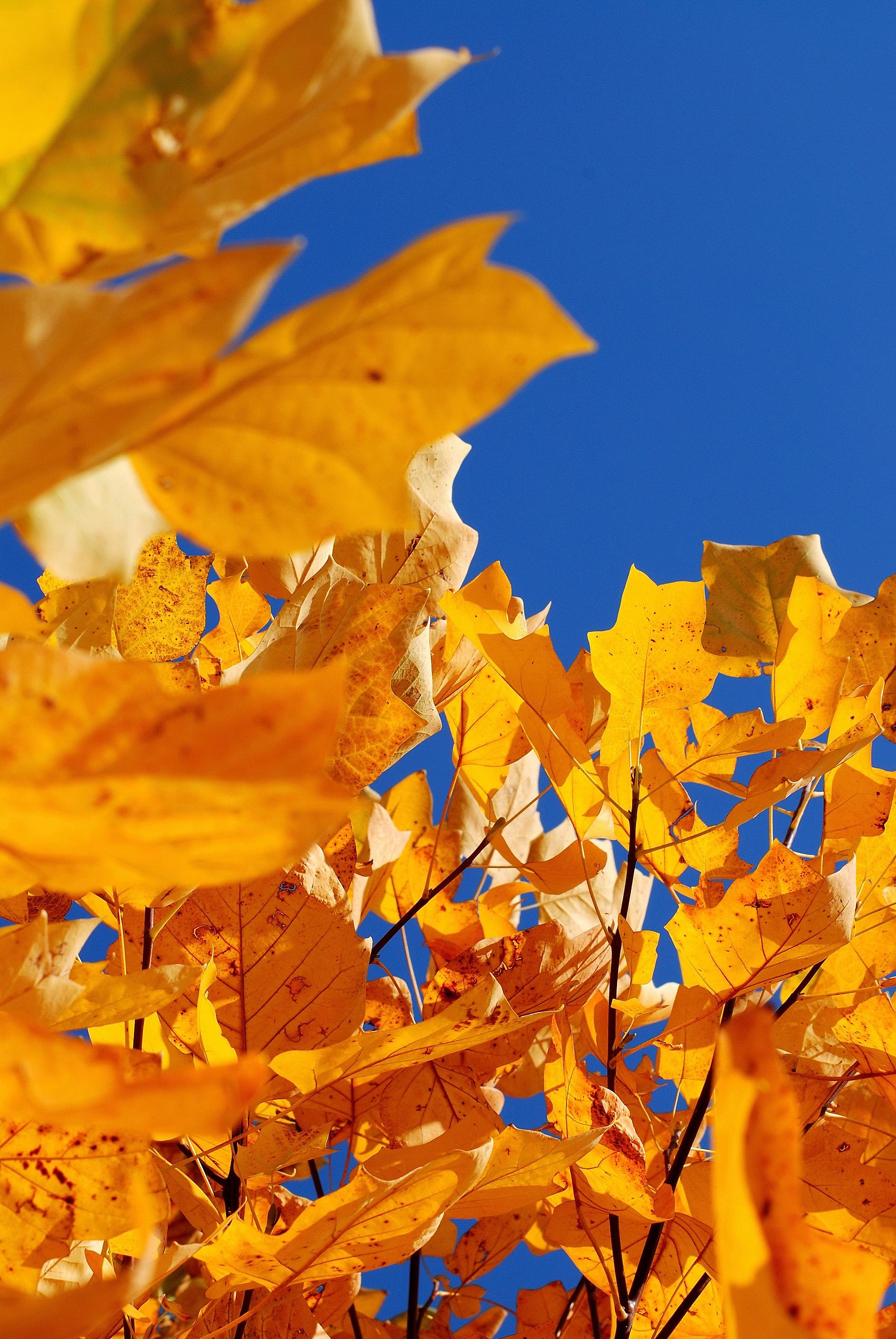 Liriodendron tulipifera of leaves in autunno_3