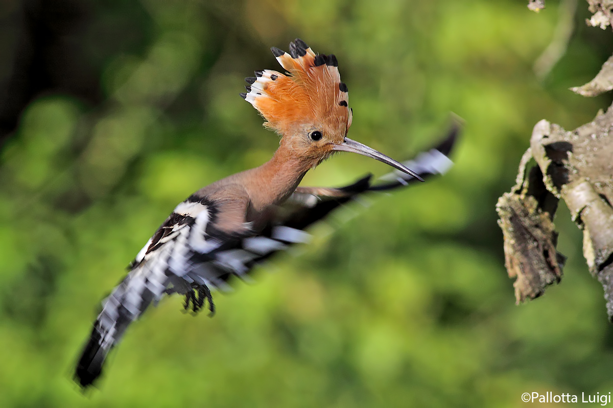 Hoopoe (Upupa epops)