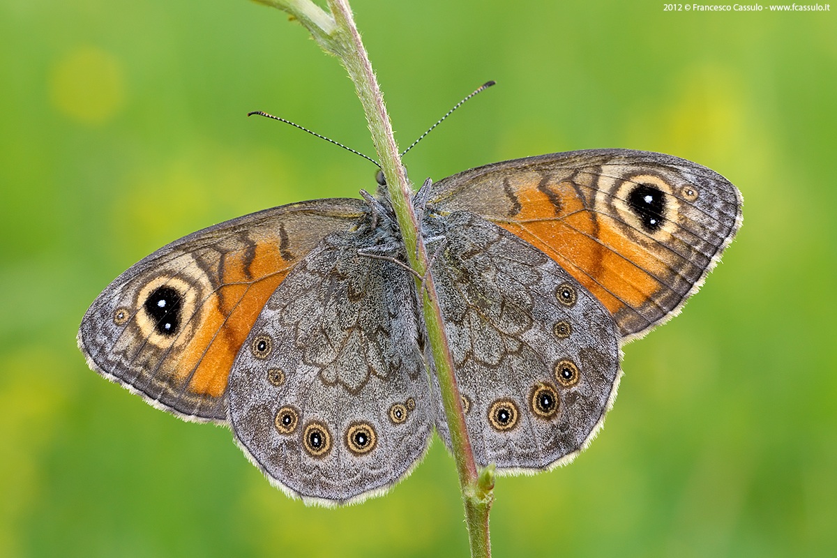 Lasiommata megera (Linnaeus 1767)