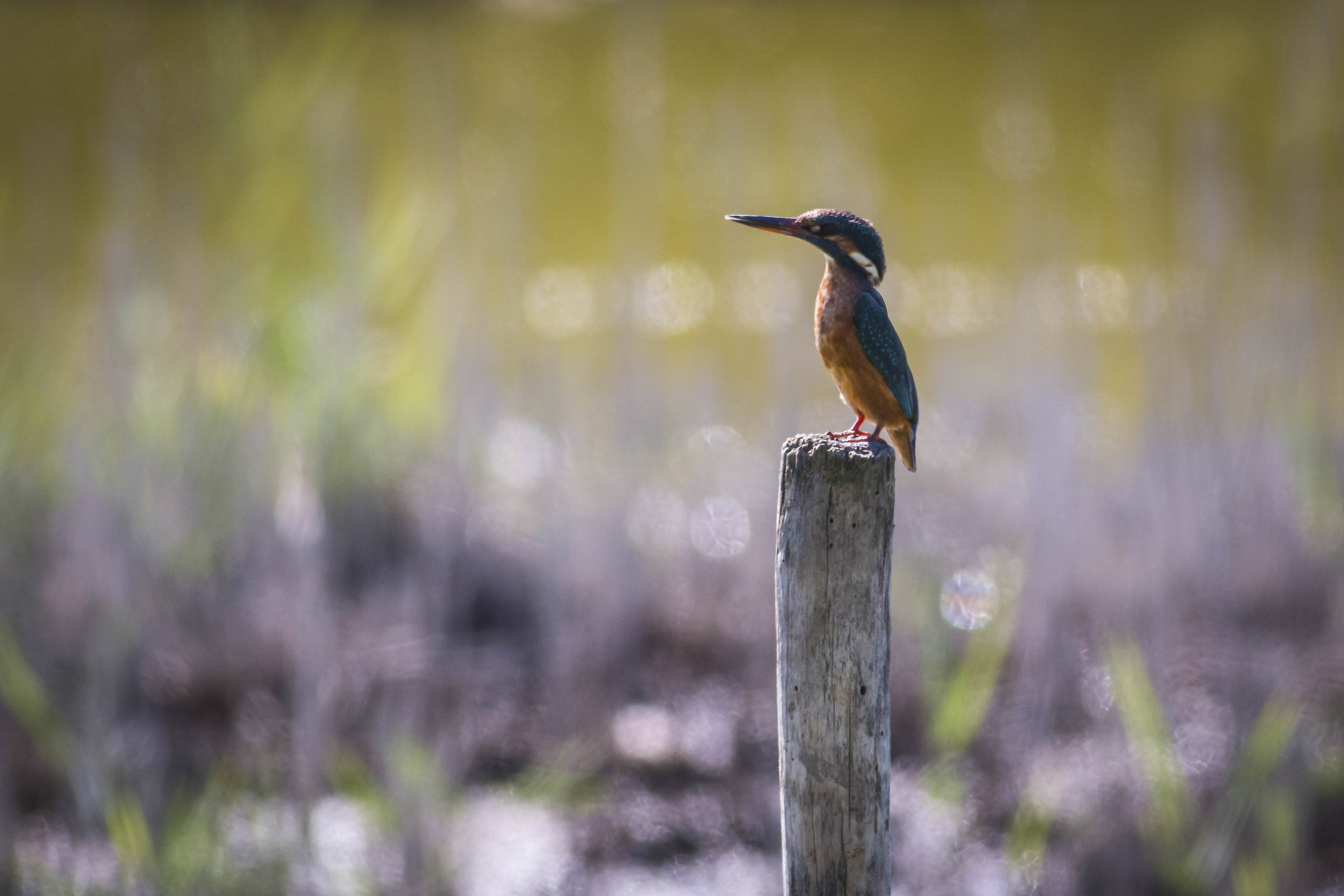 Kingfisher 2