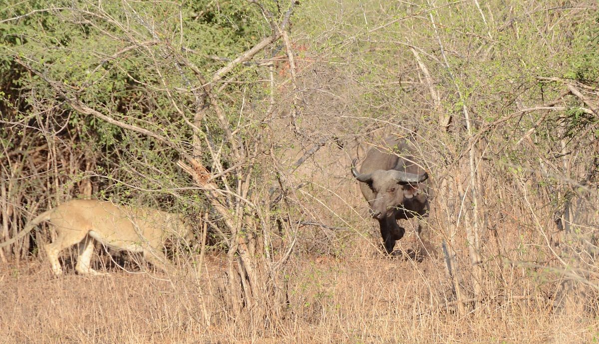 la sfida per la vita
