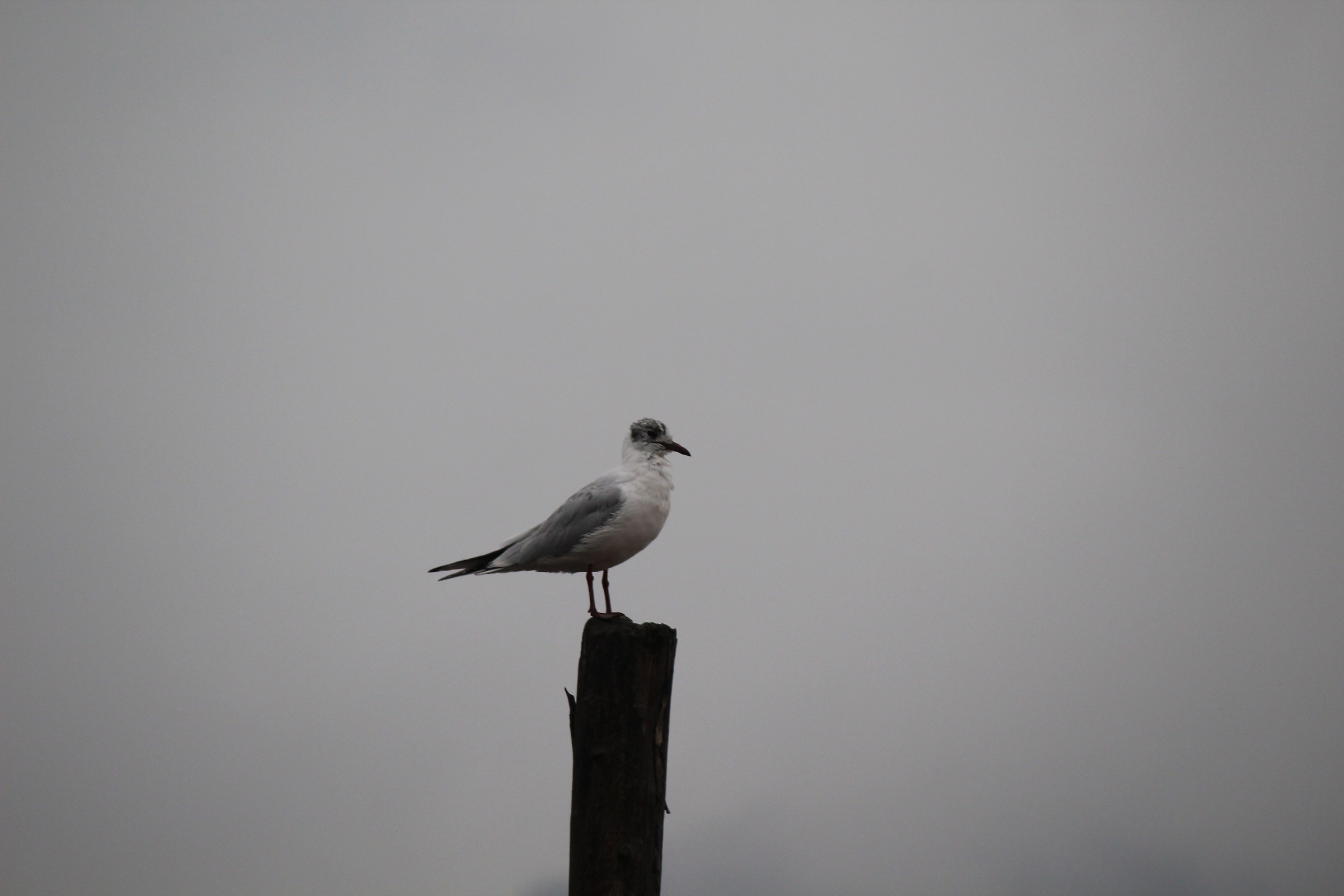 che fare in questa giornata uggiosa