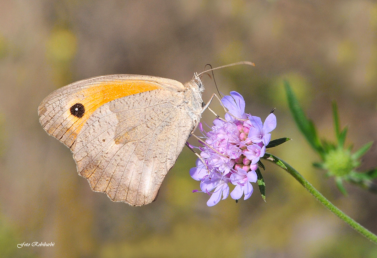 Licaone....adulto...