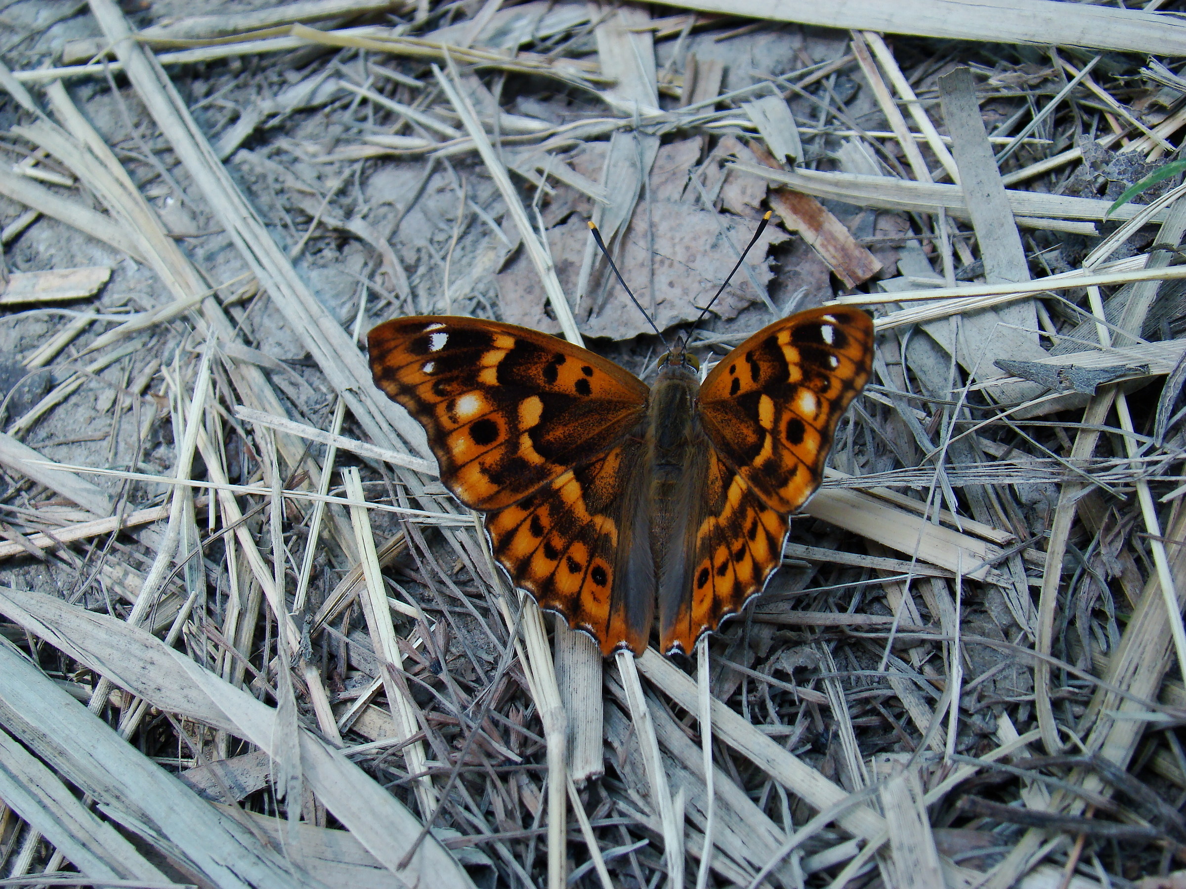 Apatura ilia, Molinella (Bo), fraz. Marmorta, Luglio 09