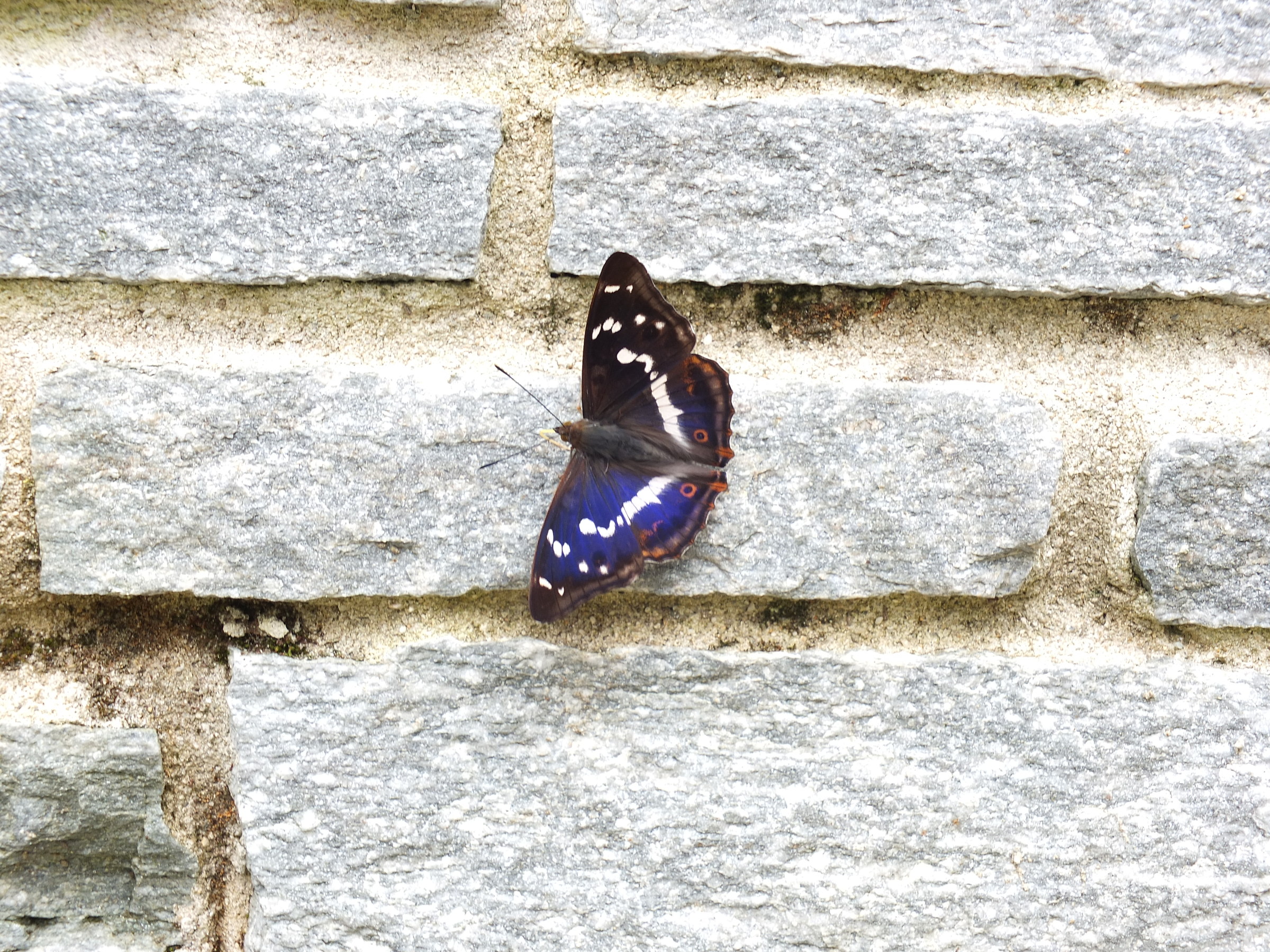 Apatura iris, Roaschia (Cn), m850, Luglio 15'