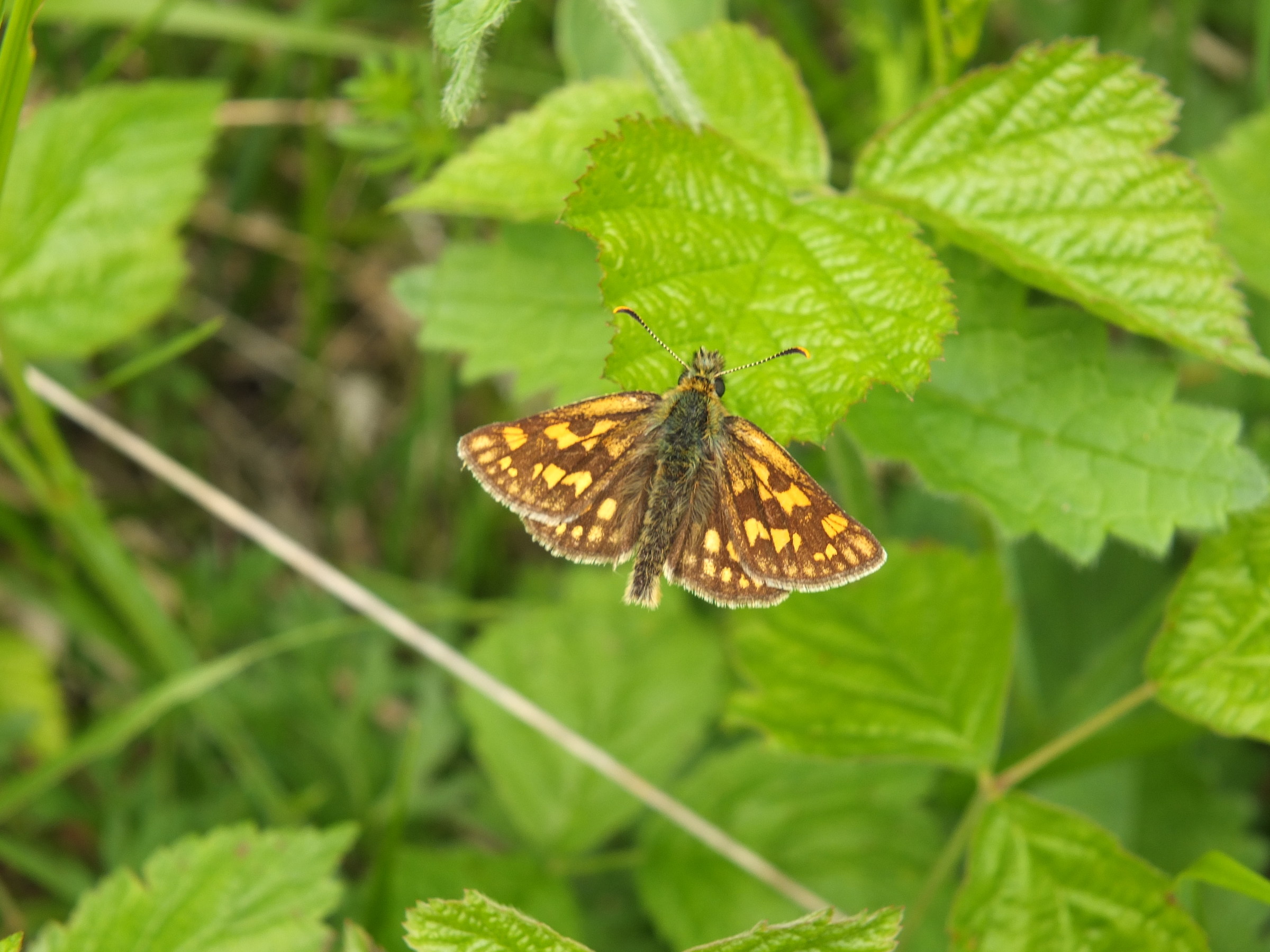 Carterocephalus palaemon, Claut (Pn), m508, Maggio 15'