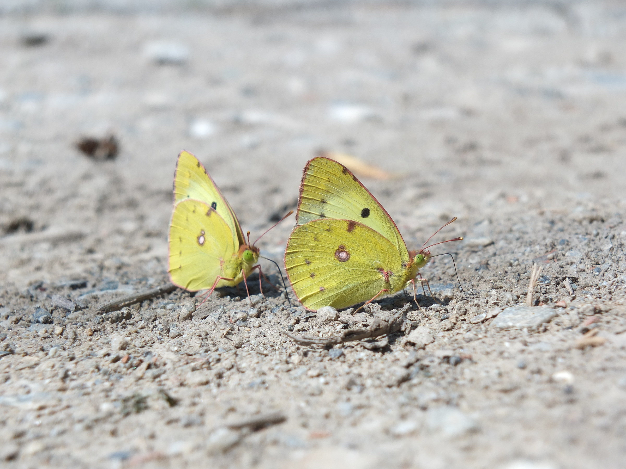 Colias alfacarensis, Entracque (Cn), m1042, Luglio 15'