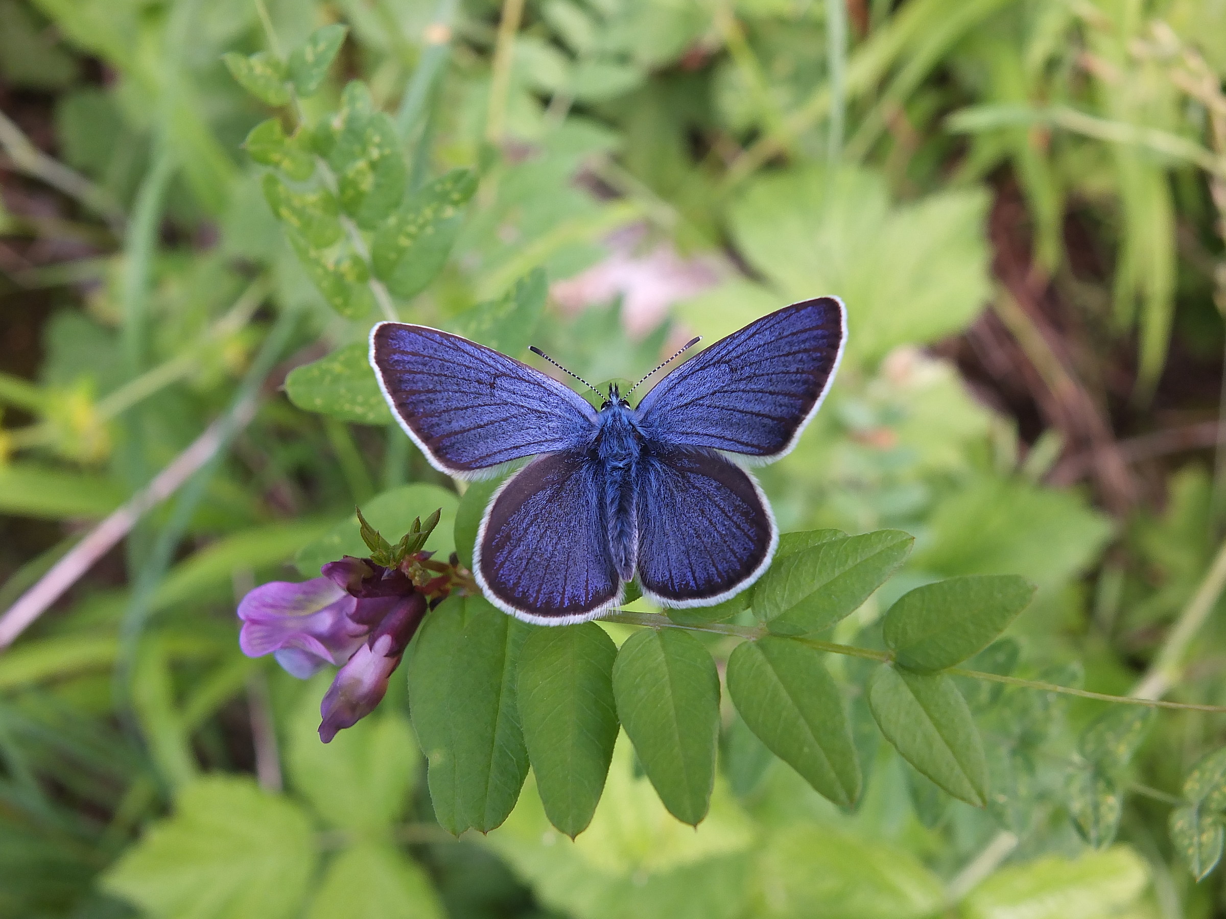 Cyaniris semiargus, Roaschia (Cn), m840, Giugno 13'