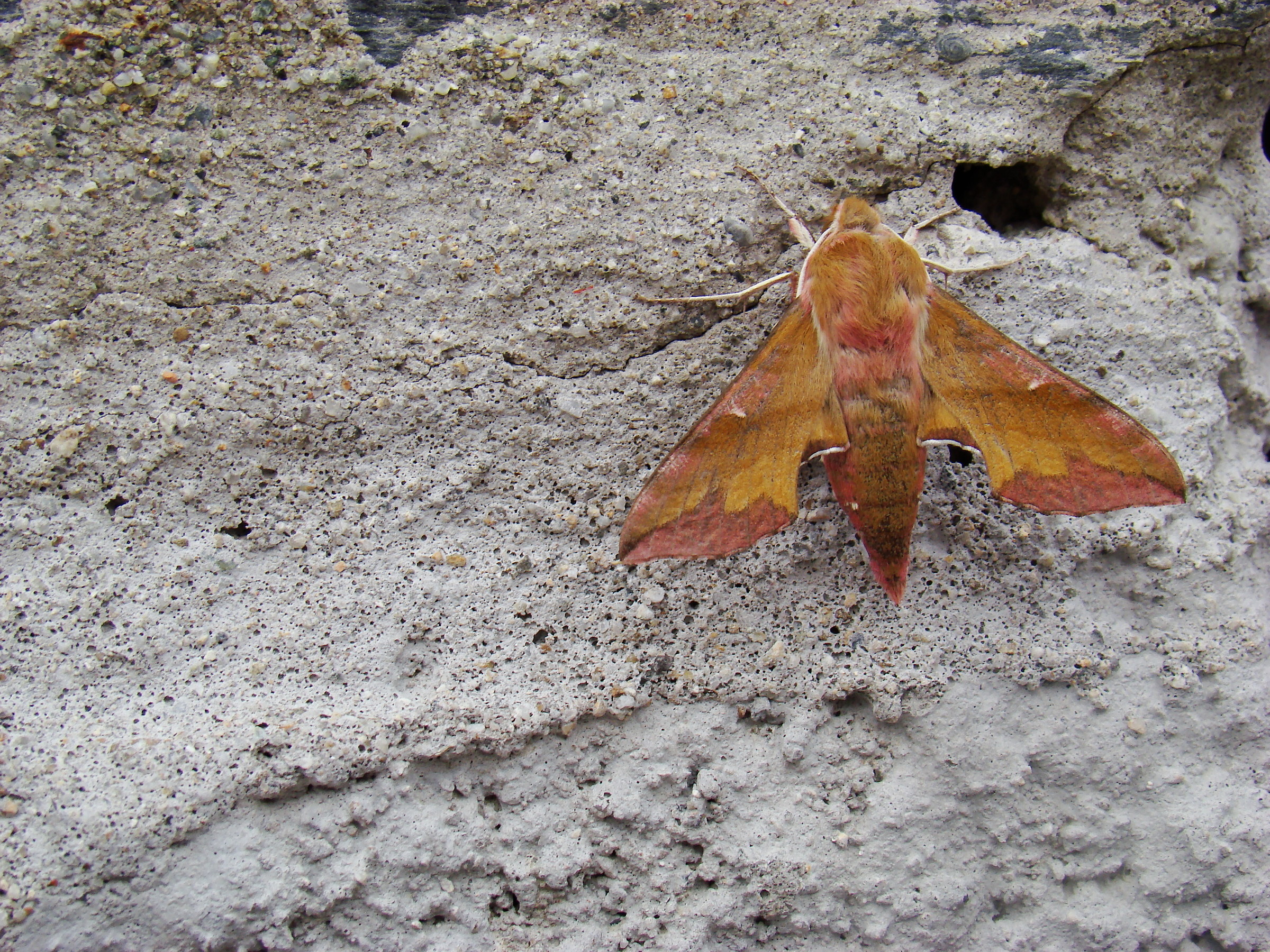 Deilephila porcellus, Valdieri (Cn), m774, Giugno 09'