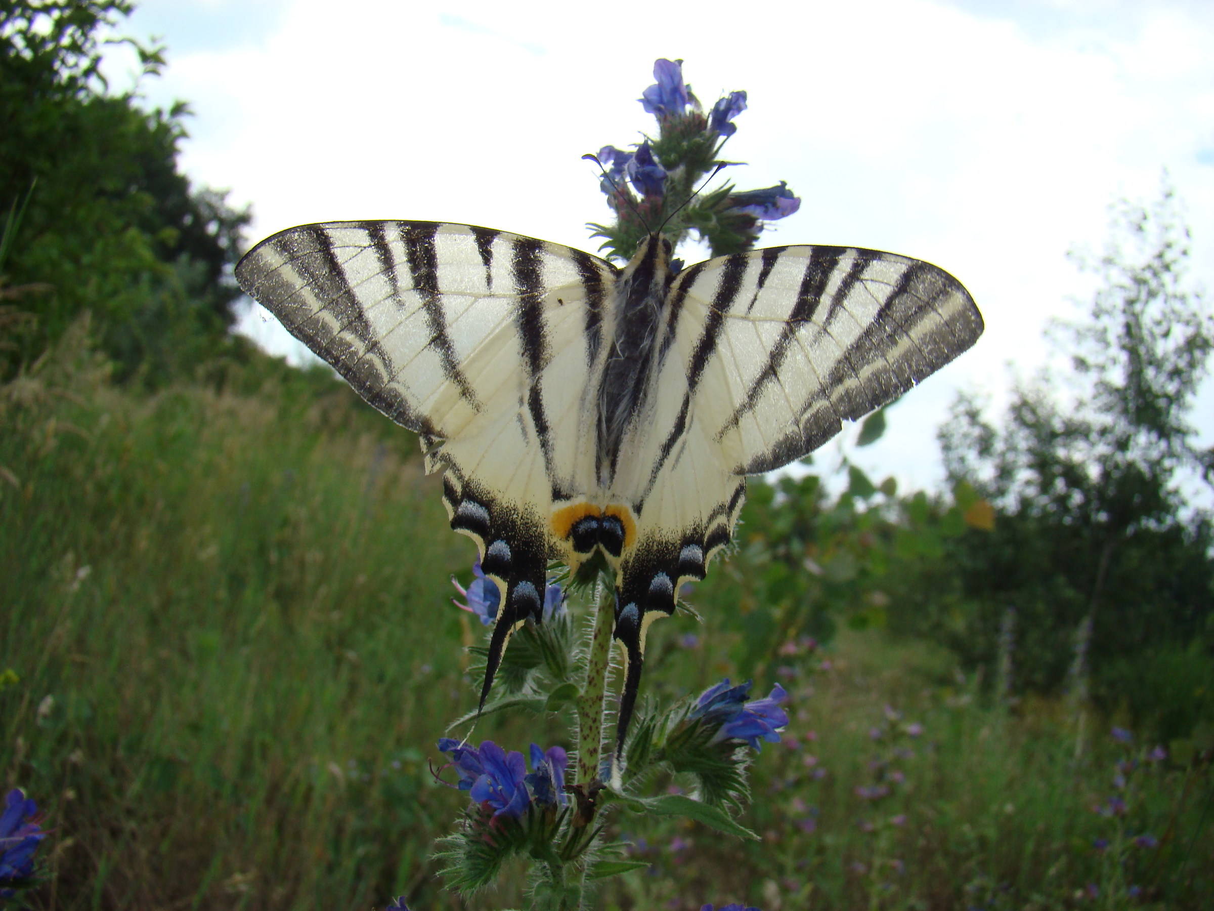 Iphiclides podalirius, Gambolò (Pv), Giugno 07'