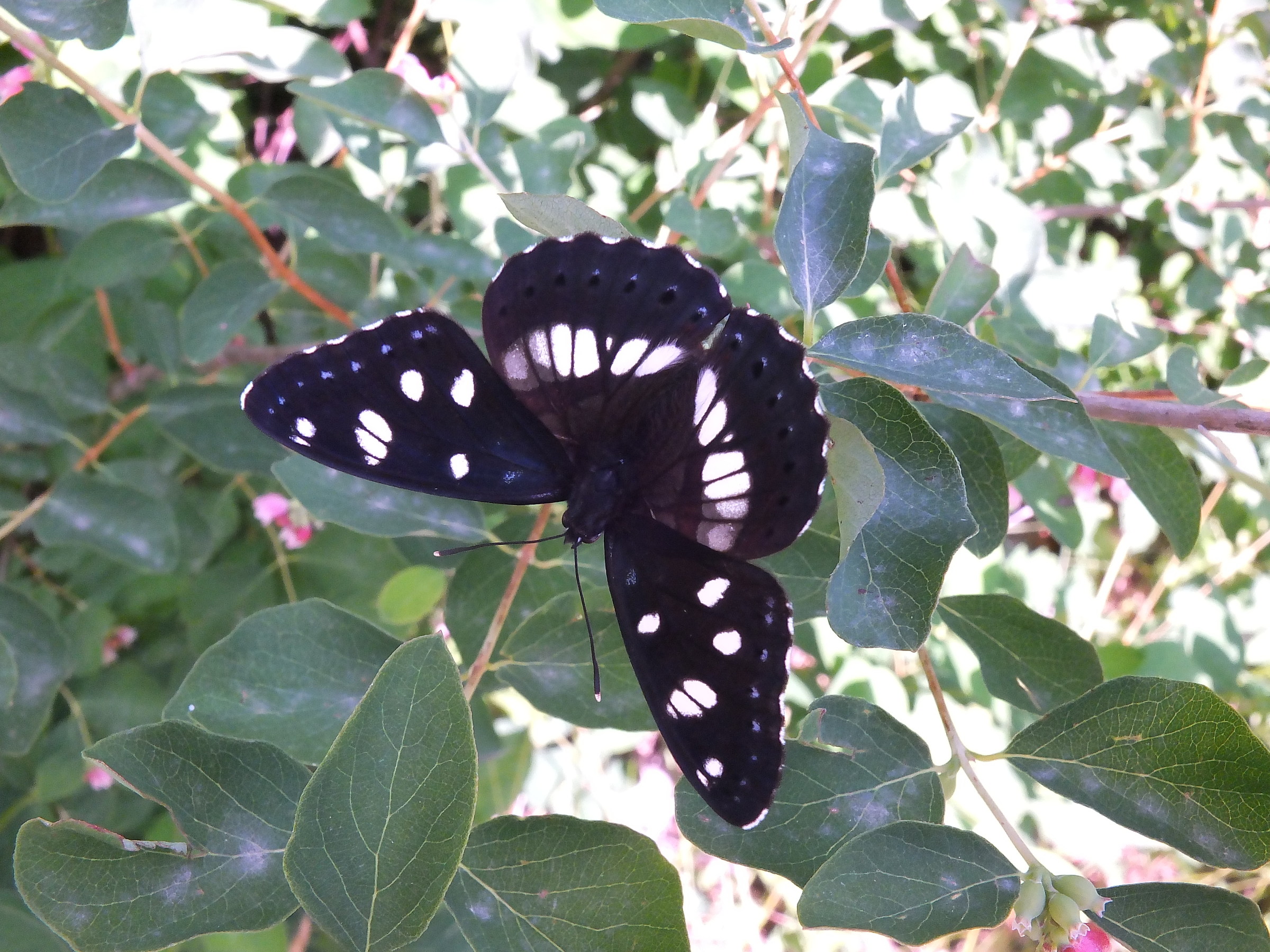 Limenitis reducta, Roaschia (Cn), m860, Giugno 13'