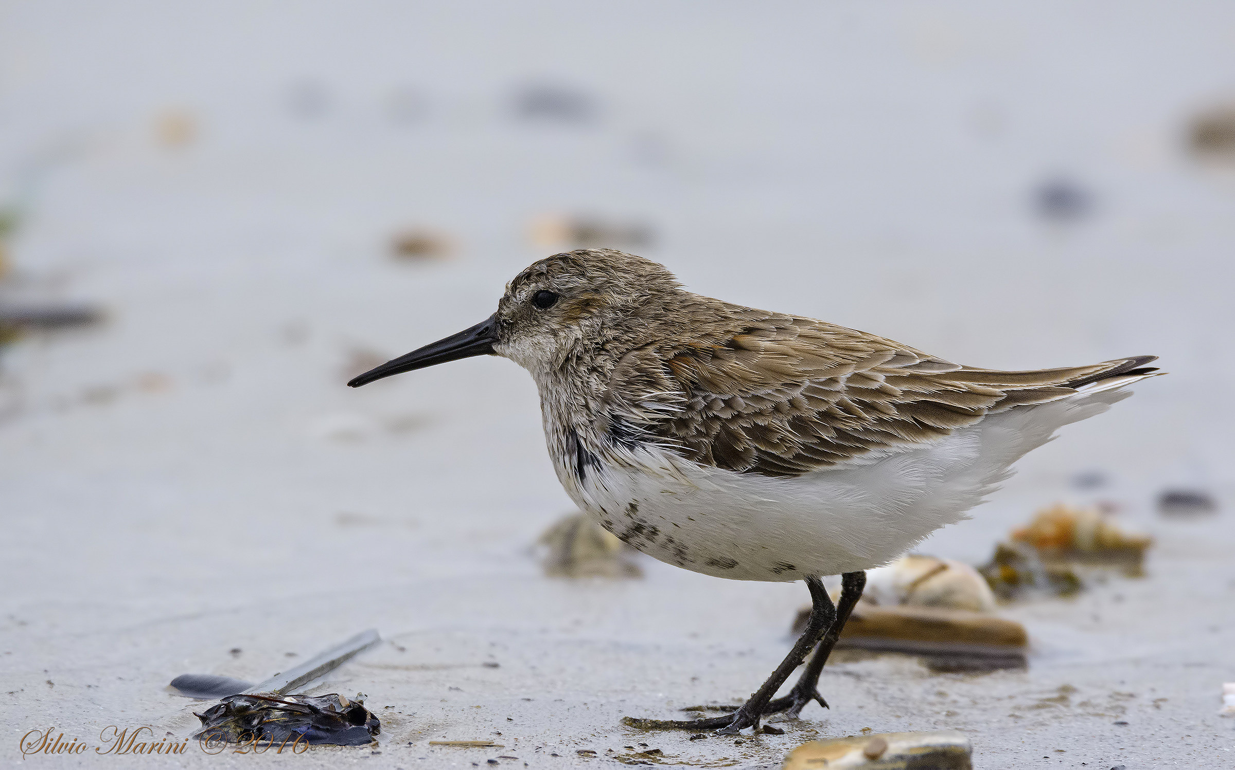 Dunlin (Calidris alpina)