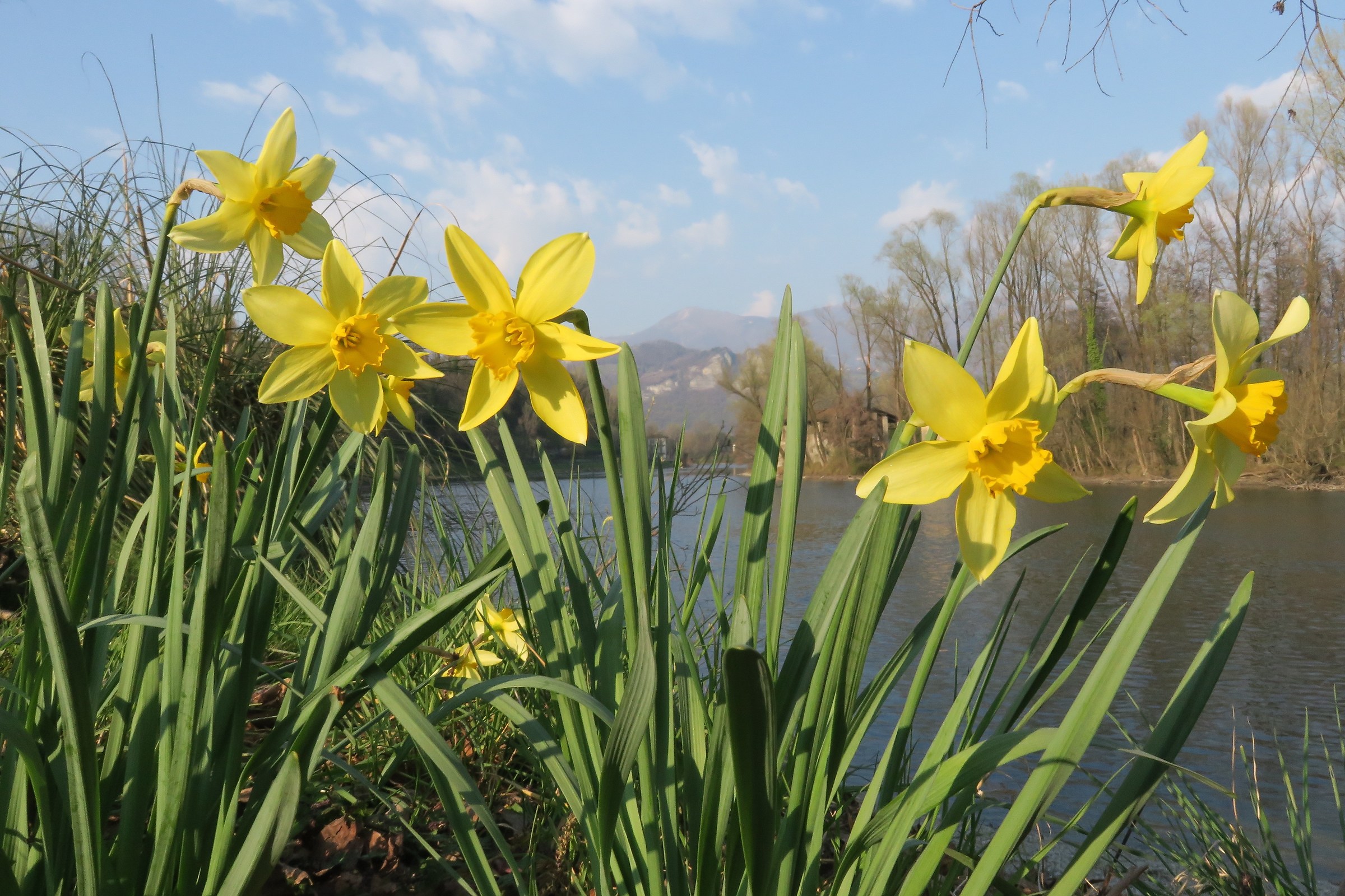yellow daffodils along the Adda 2