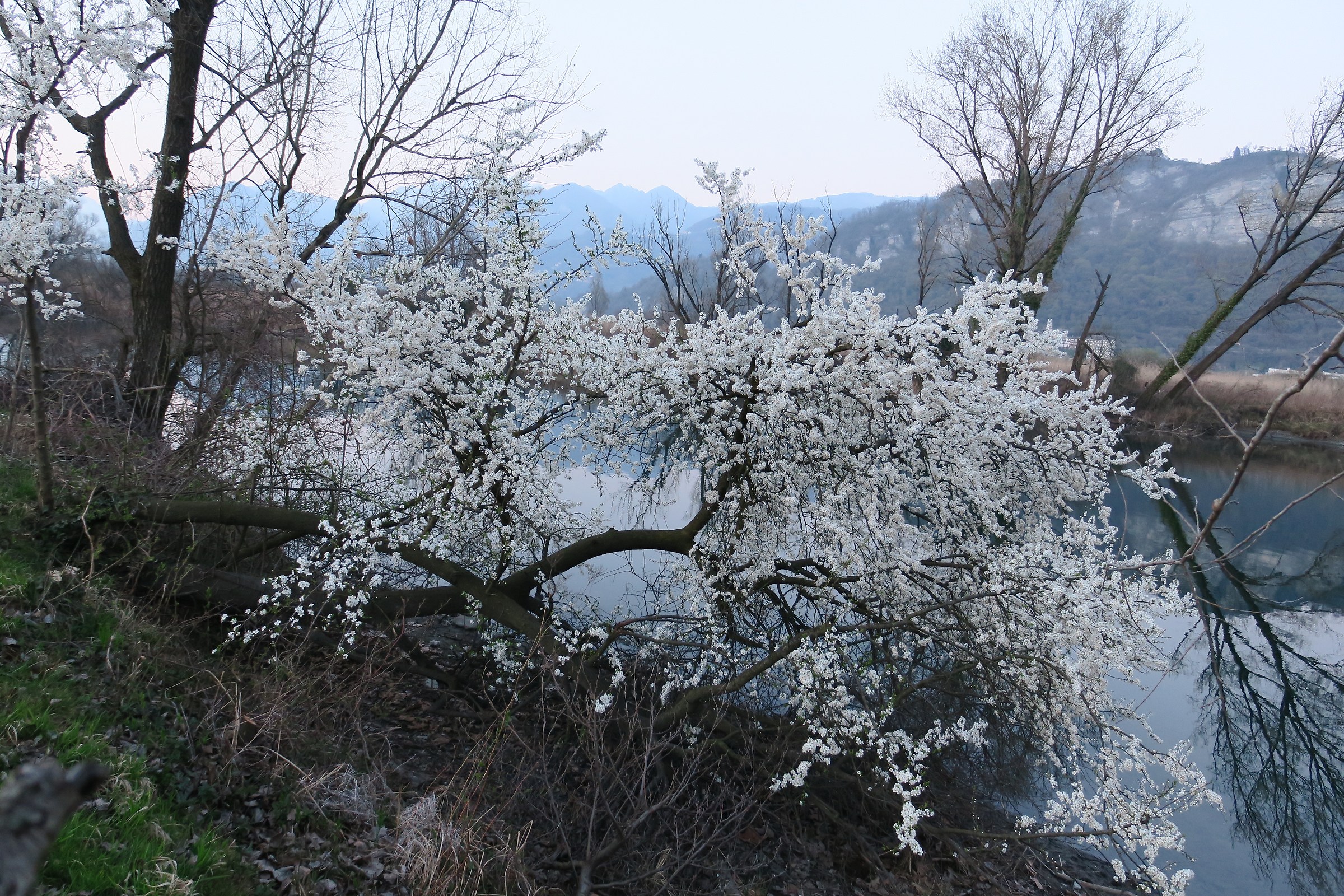 albero in fiore lungo l'Adda