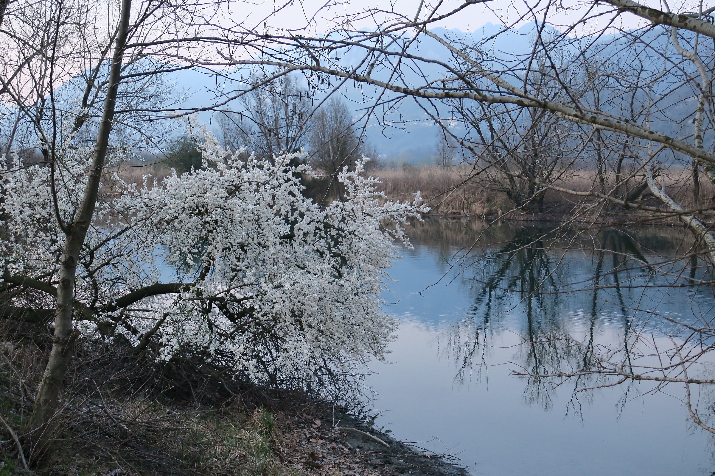 tree in bloom along the Adda 2
