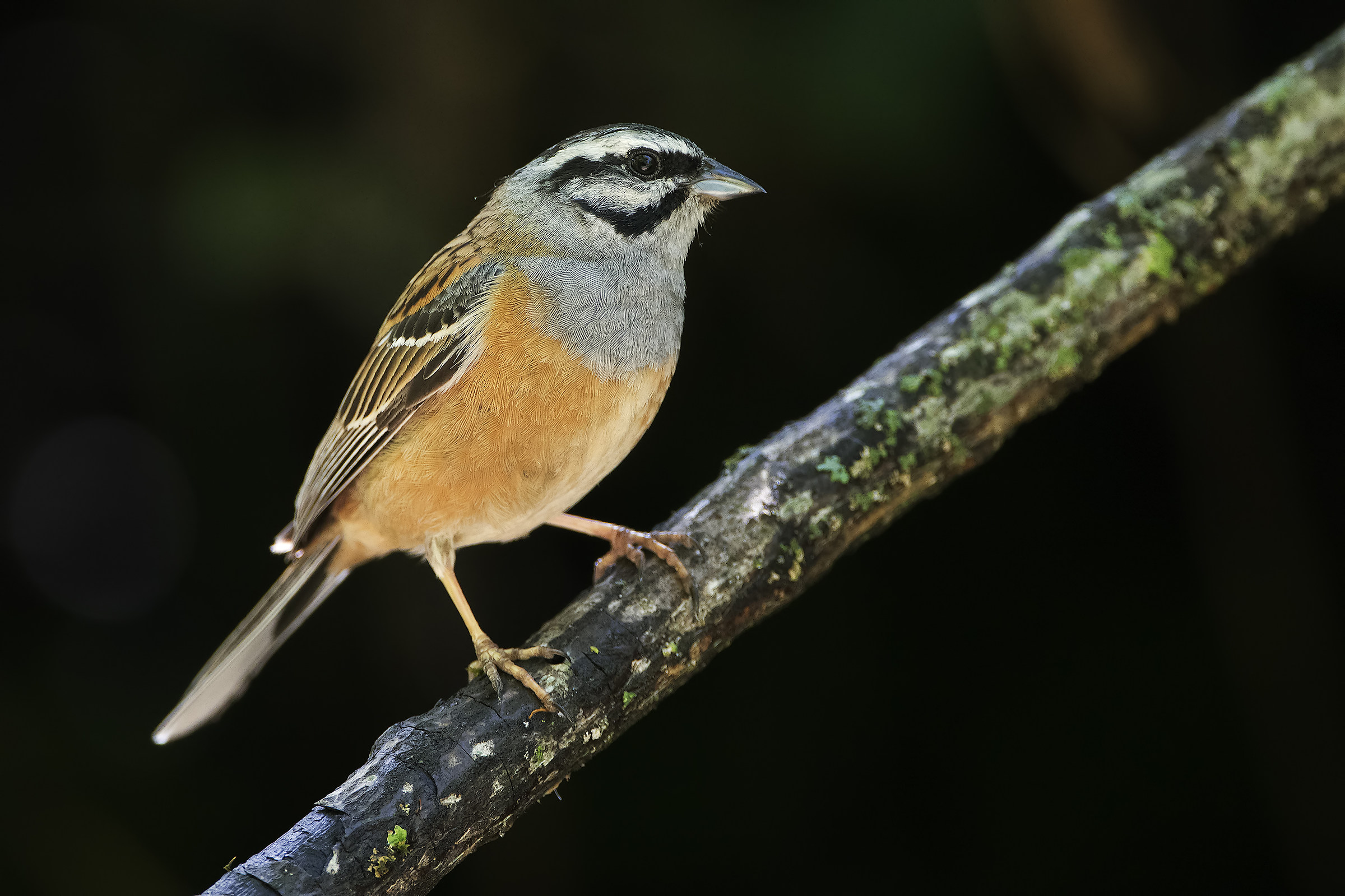 Rock Bunting