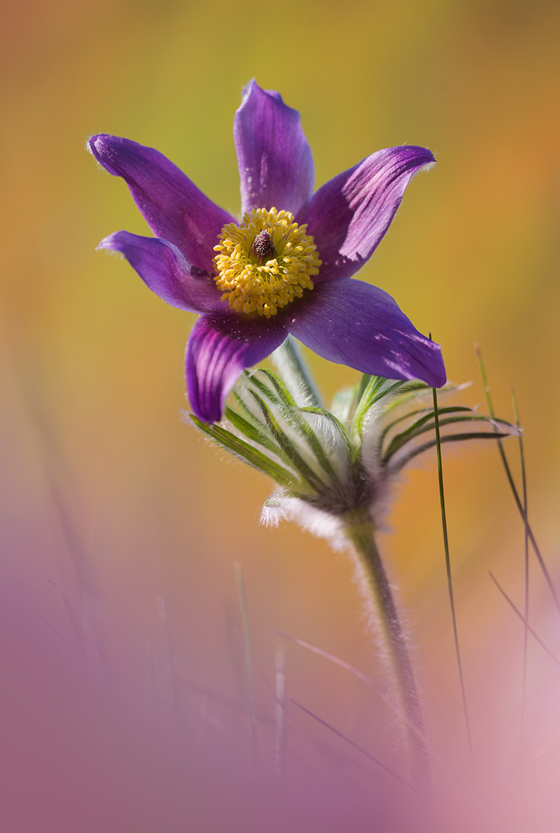 Pulsatilla portrait