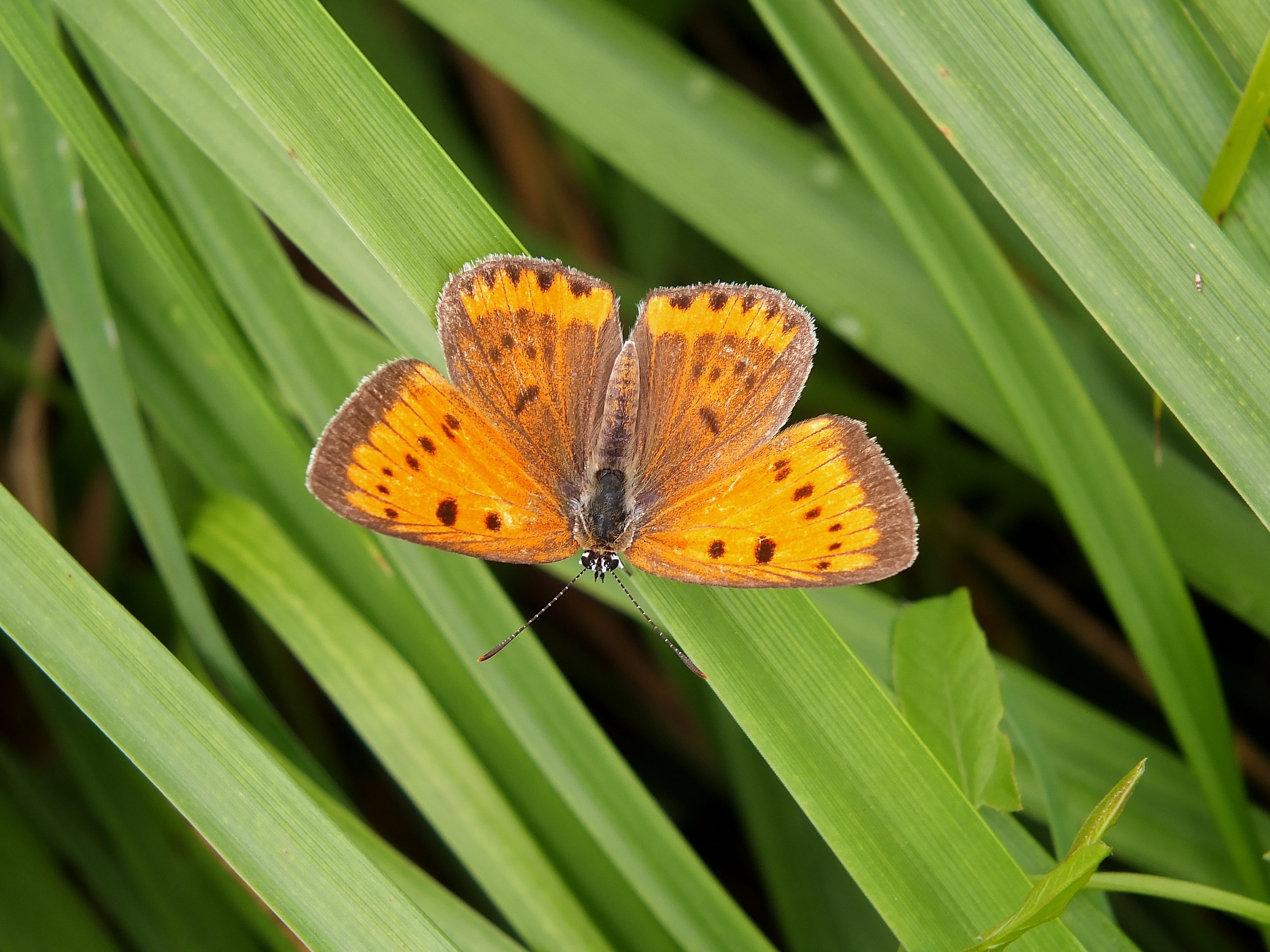 Lycaena dispar rutila, Molinella (Bo), Agosto 14'