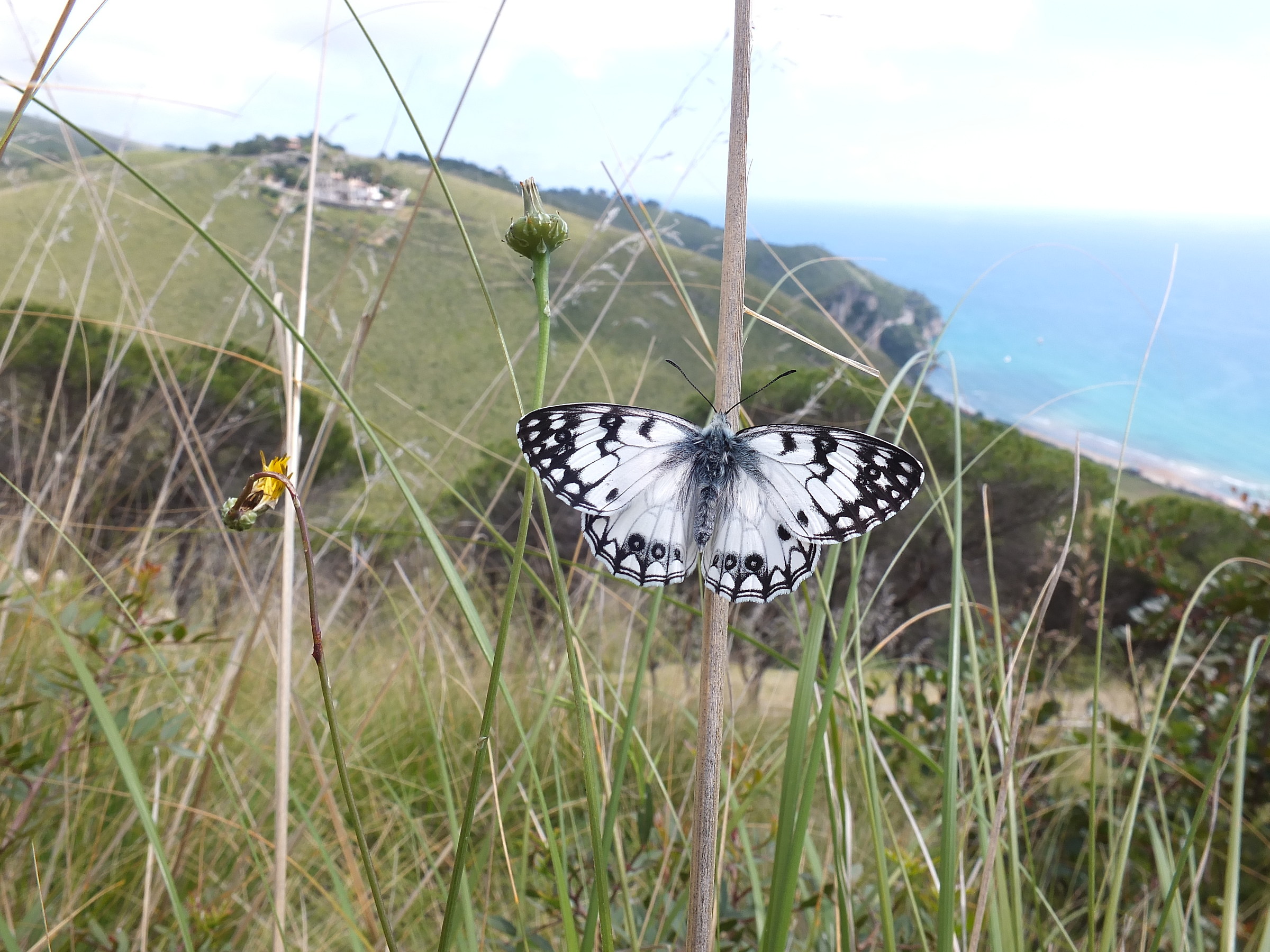 Melanargia arge, Sperlonga (Lt), m190, Maggio 14'