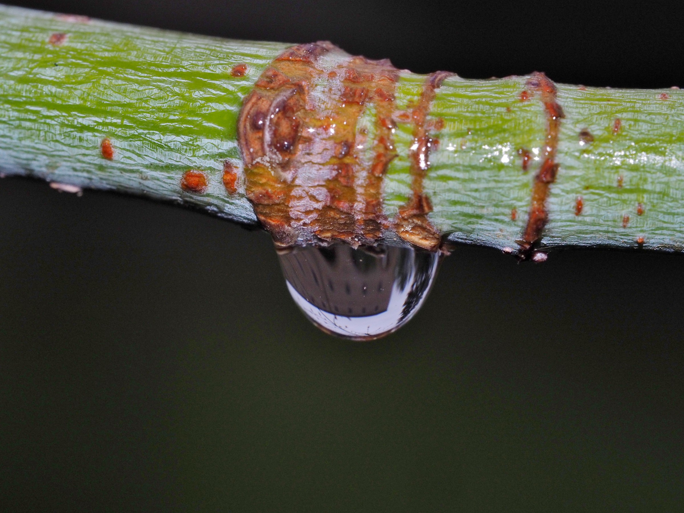 il monastero in una goccia 2