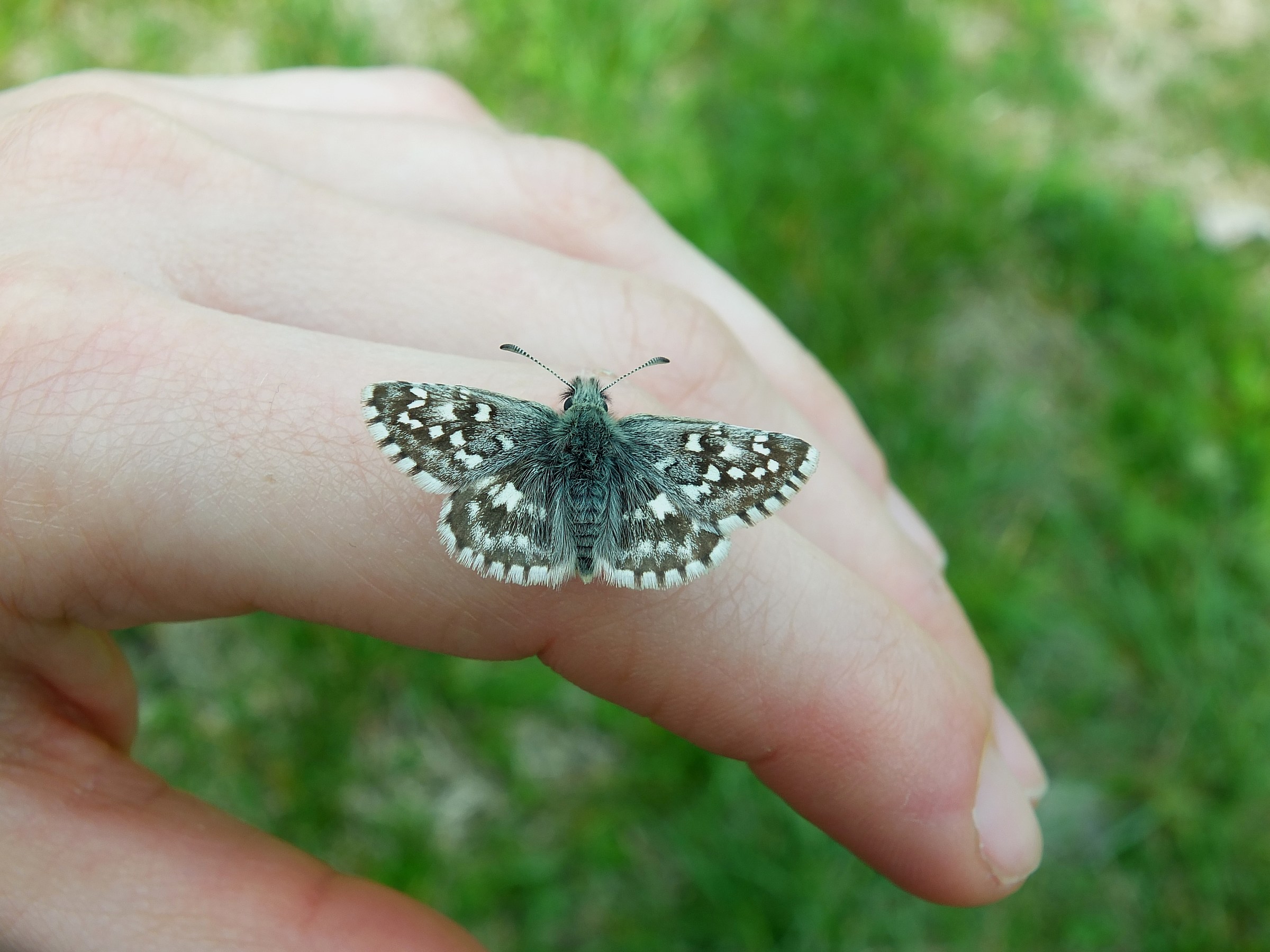 Pyrgus malvoides, Molinella (Bo),fraz.Marmorta,Marzo13'