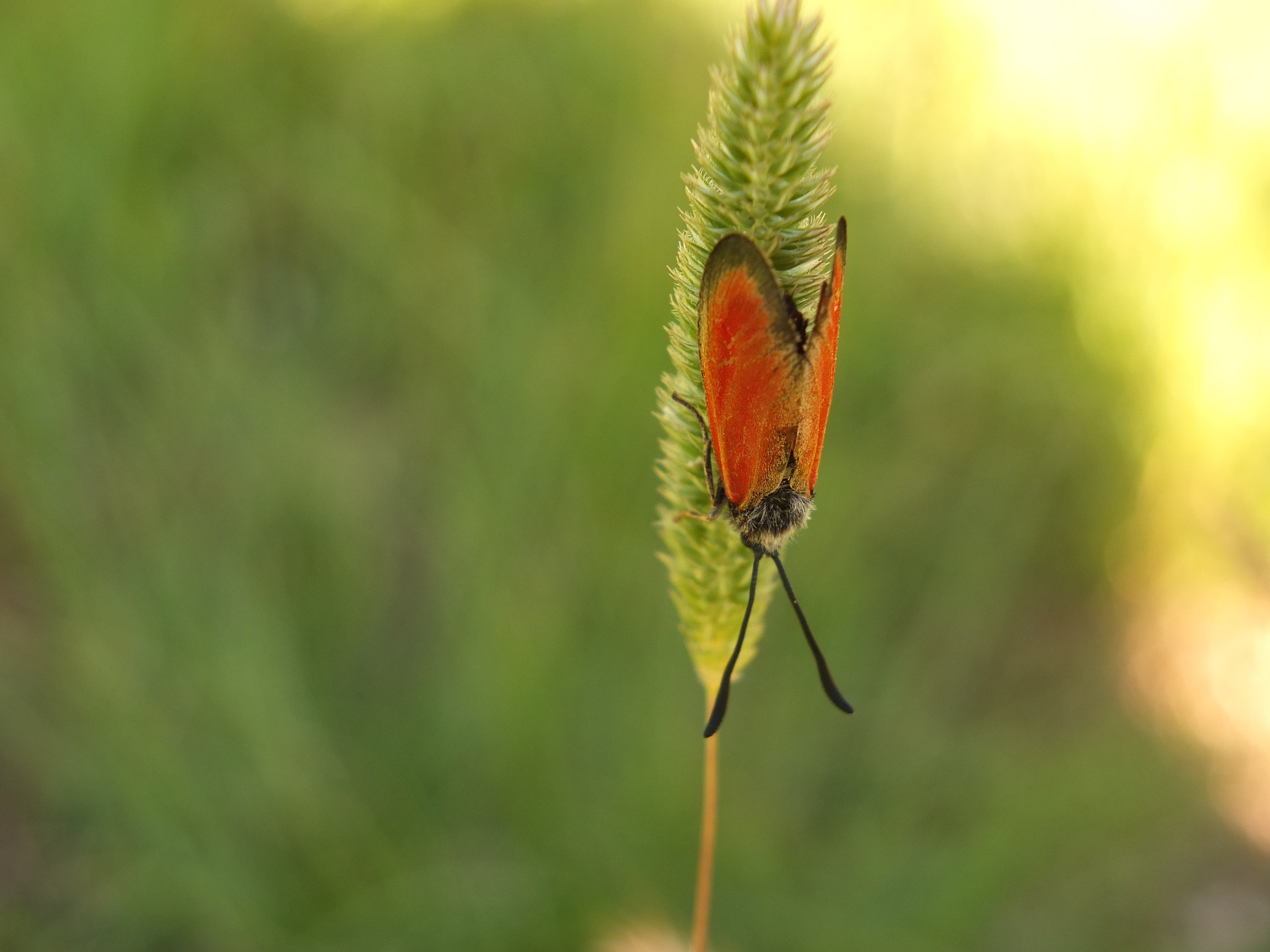 Zygaena rubicunda, M.Subasio(Pg),m1100,Giugno15'