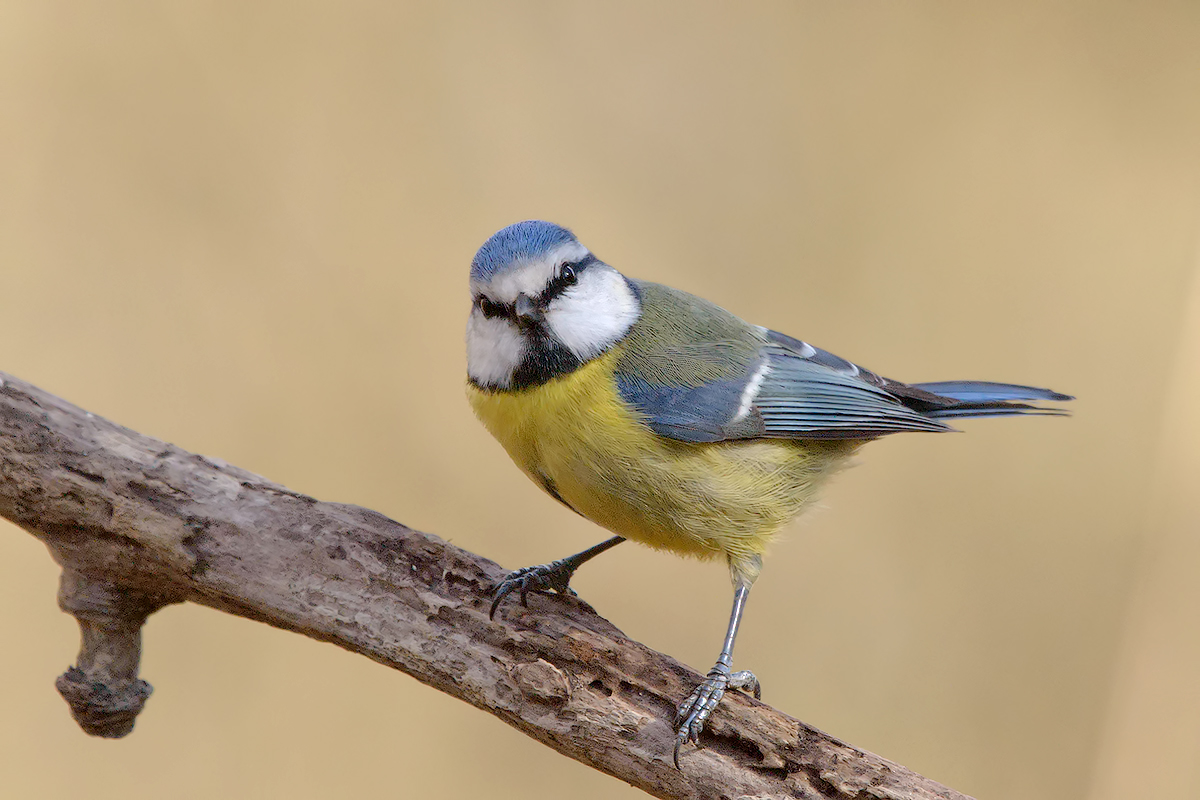 What you looking at?