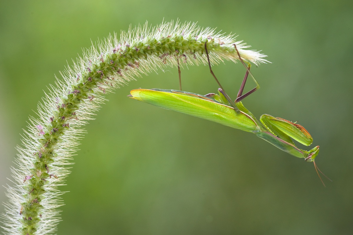 Praying Mantis .....
