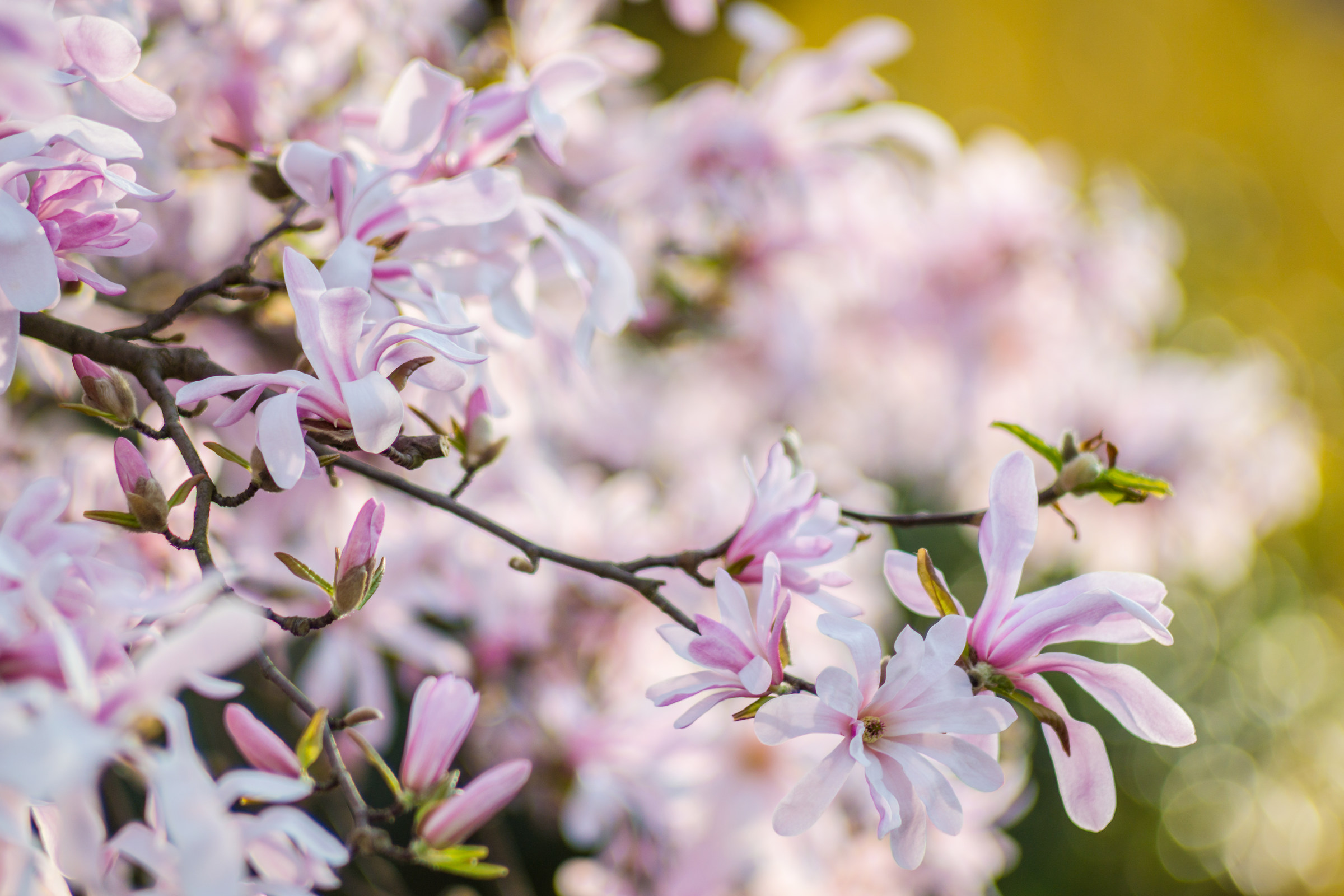 Fiori al calare del giorno