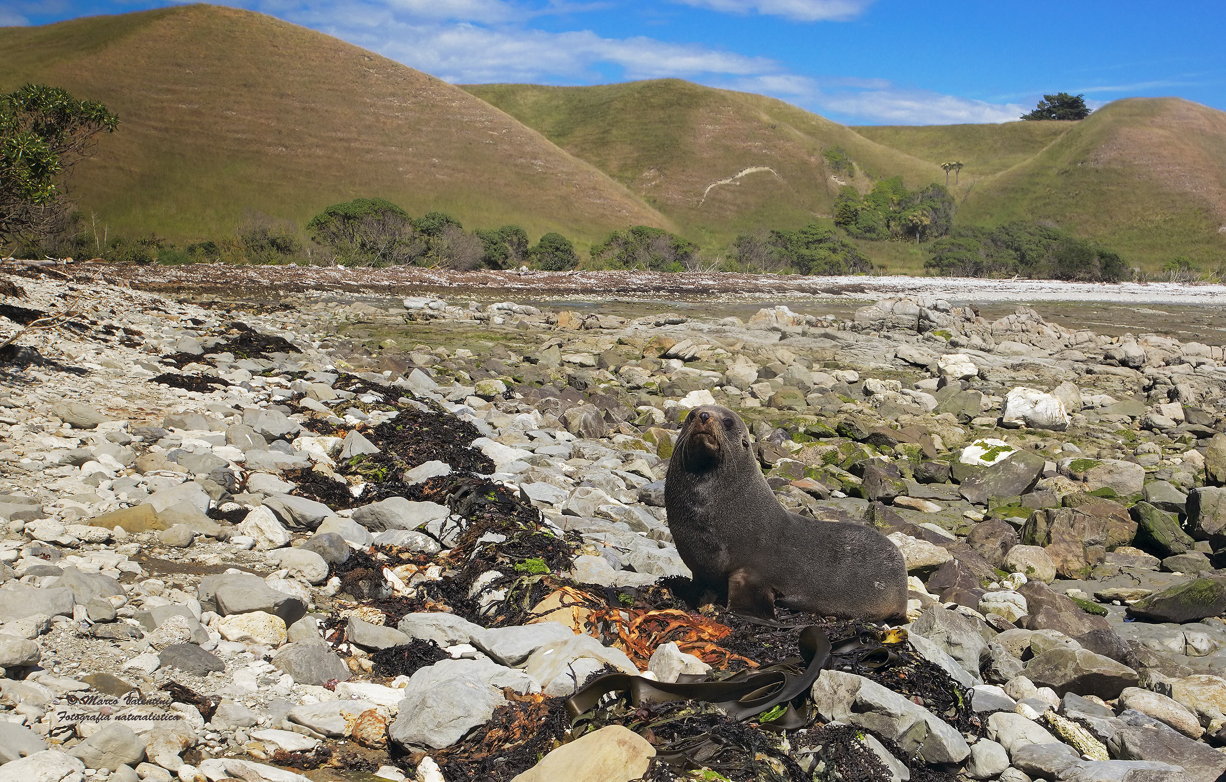 Landscape with sea lion