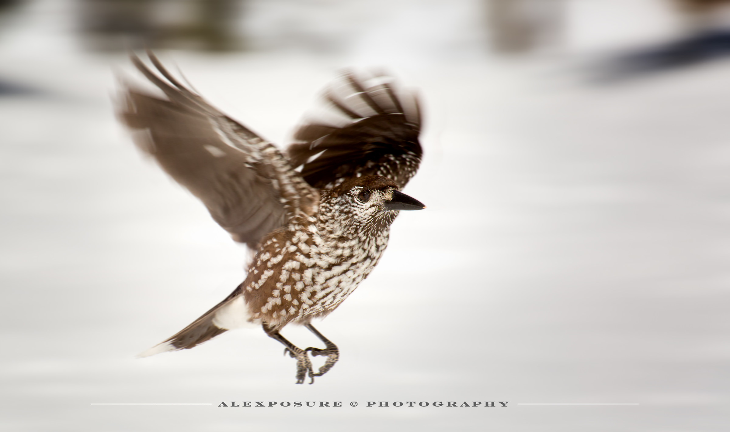 Noccio-panning... giù il carrello!