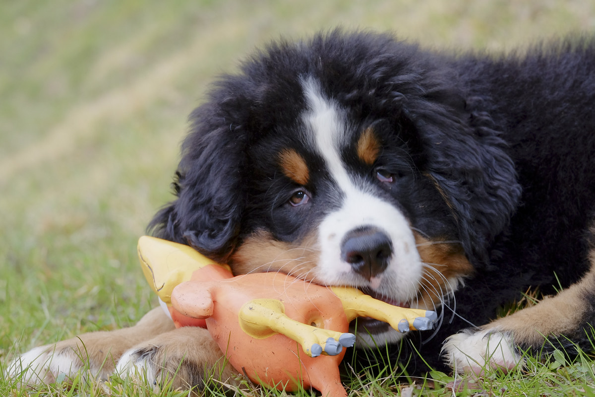 Cucciolo spensierato 1