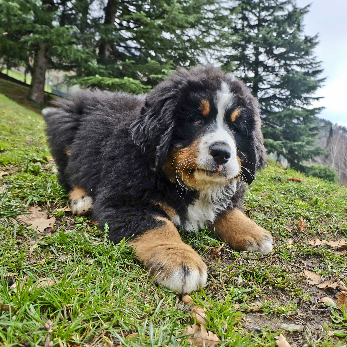 Cucciolo spensierato 2