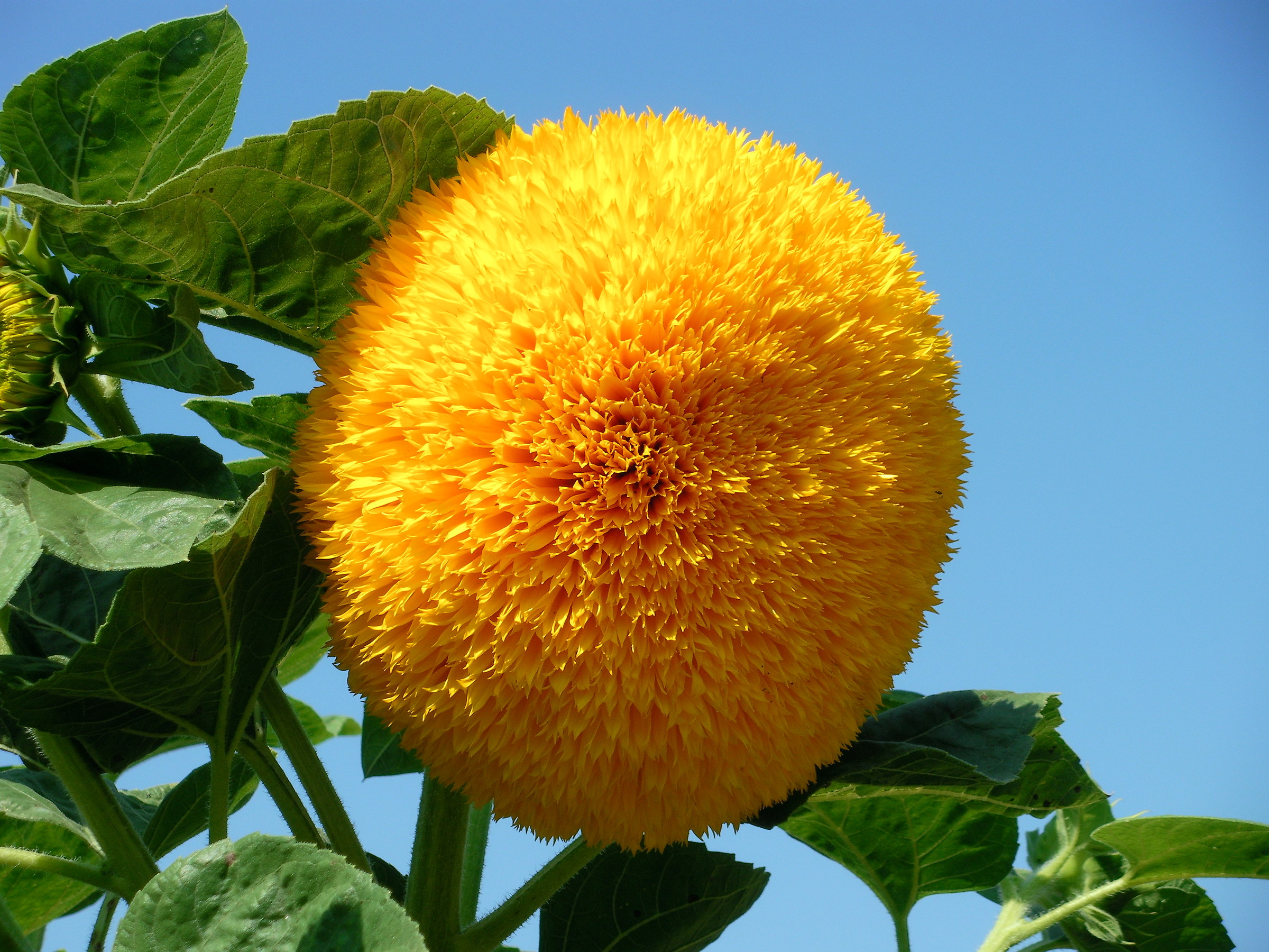 That beautiful yellow