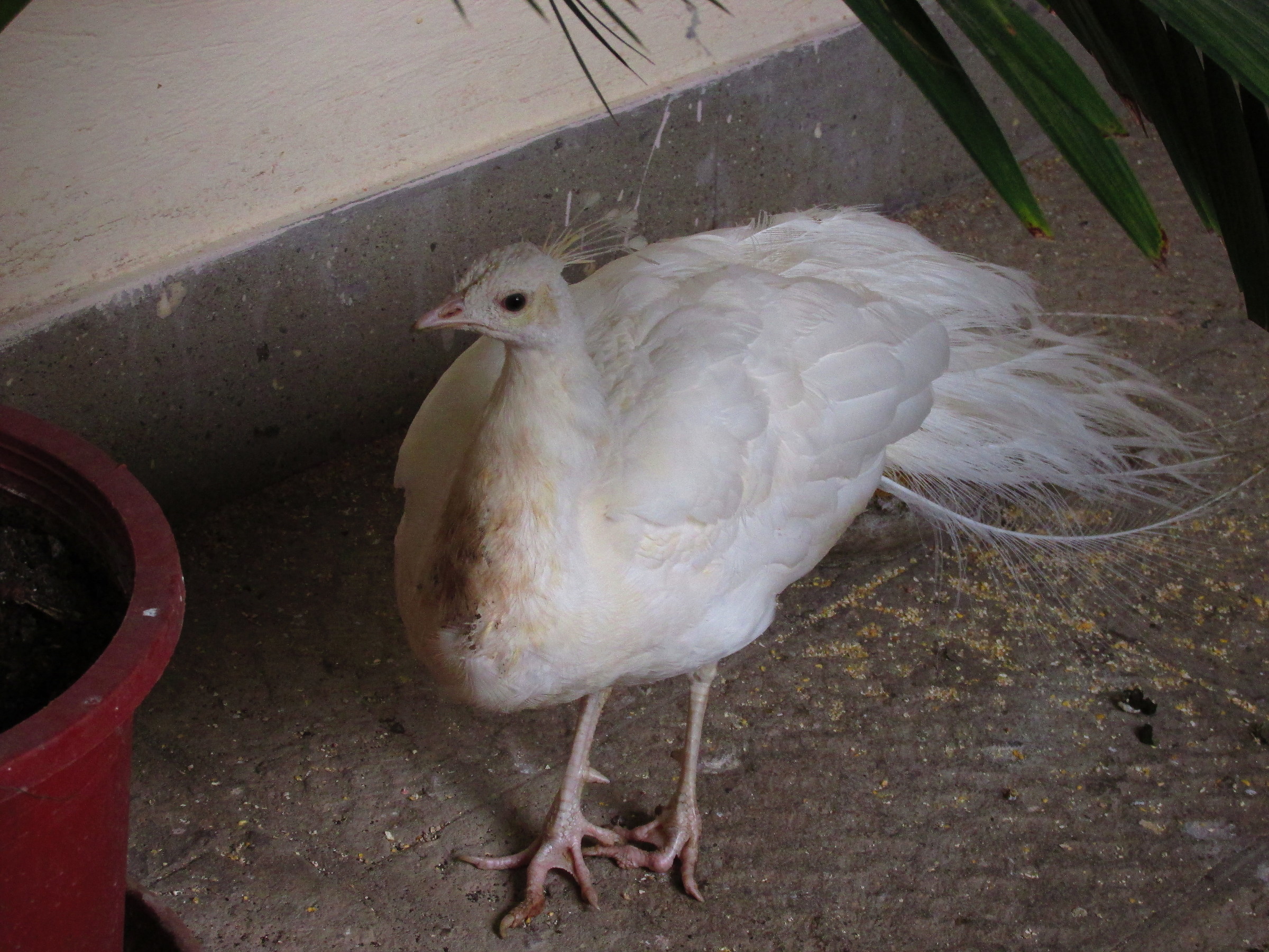 albino peacock