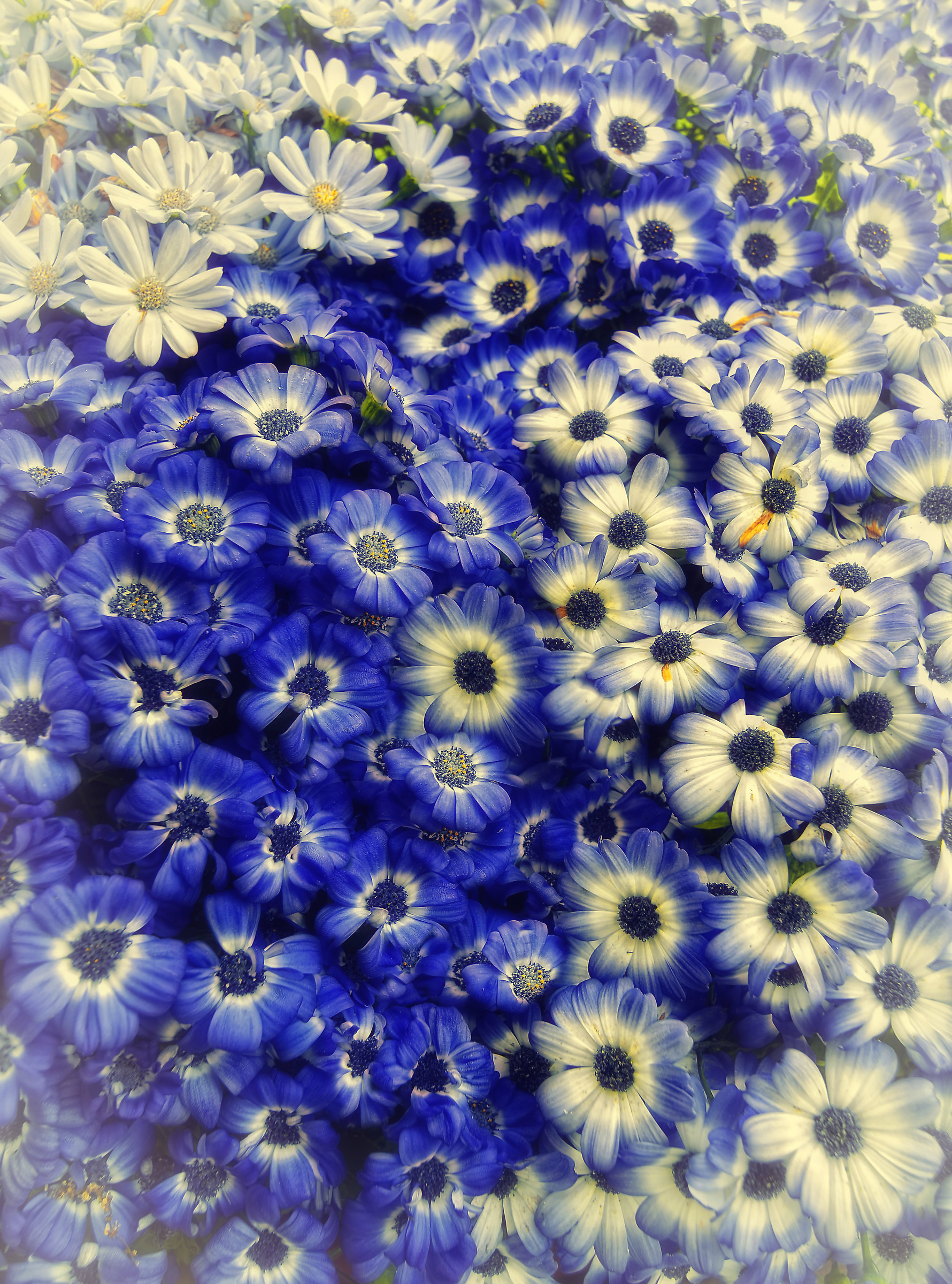 Coriandoli di primavera