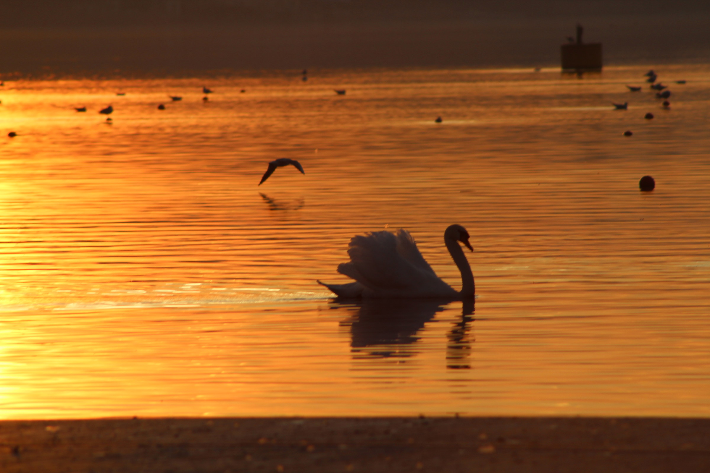 tramonti lago di varese