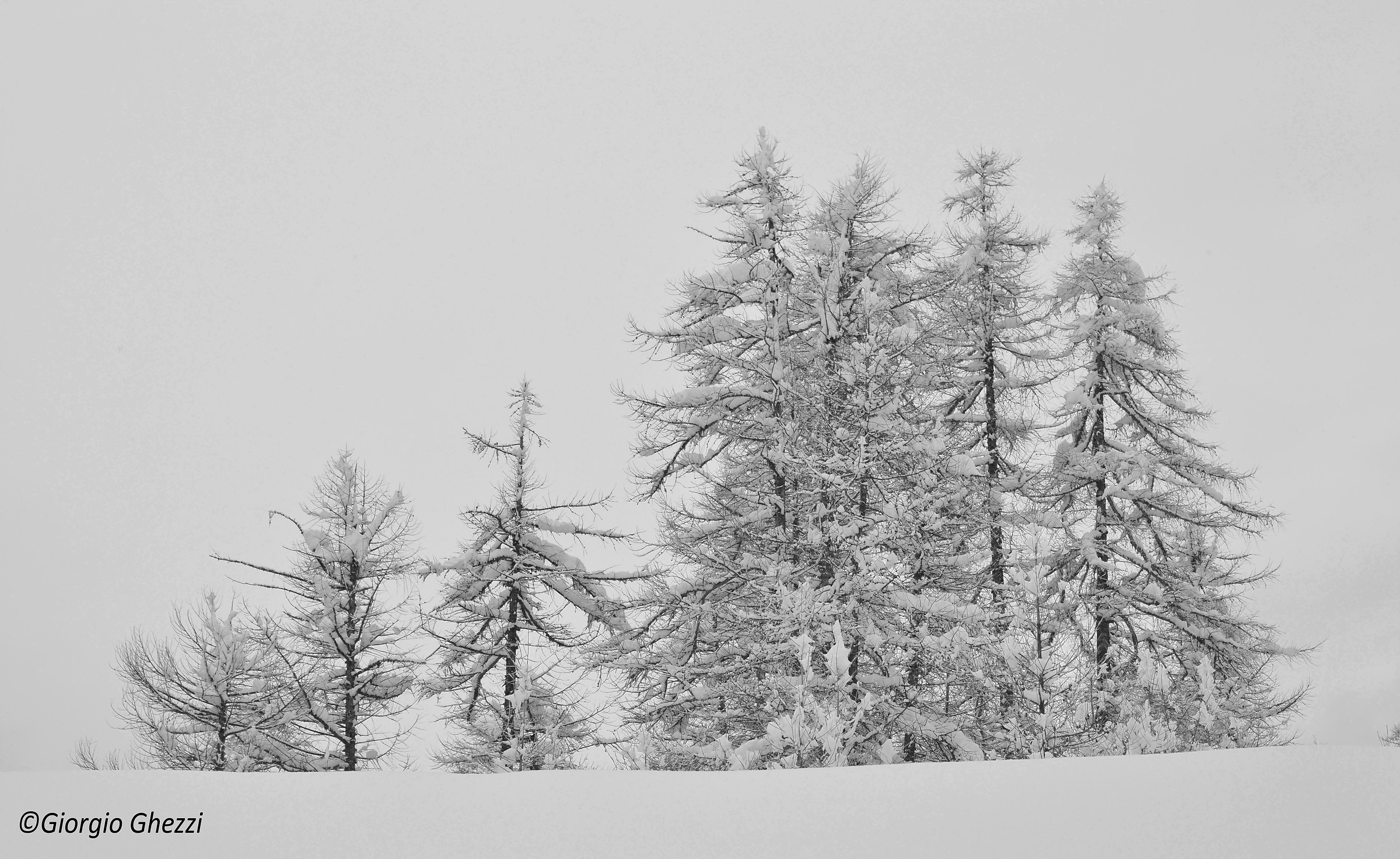 immersi nel bianco.....e nero