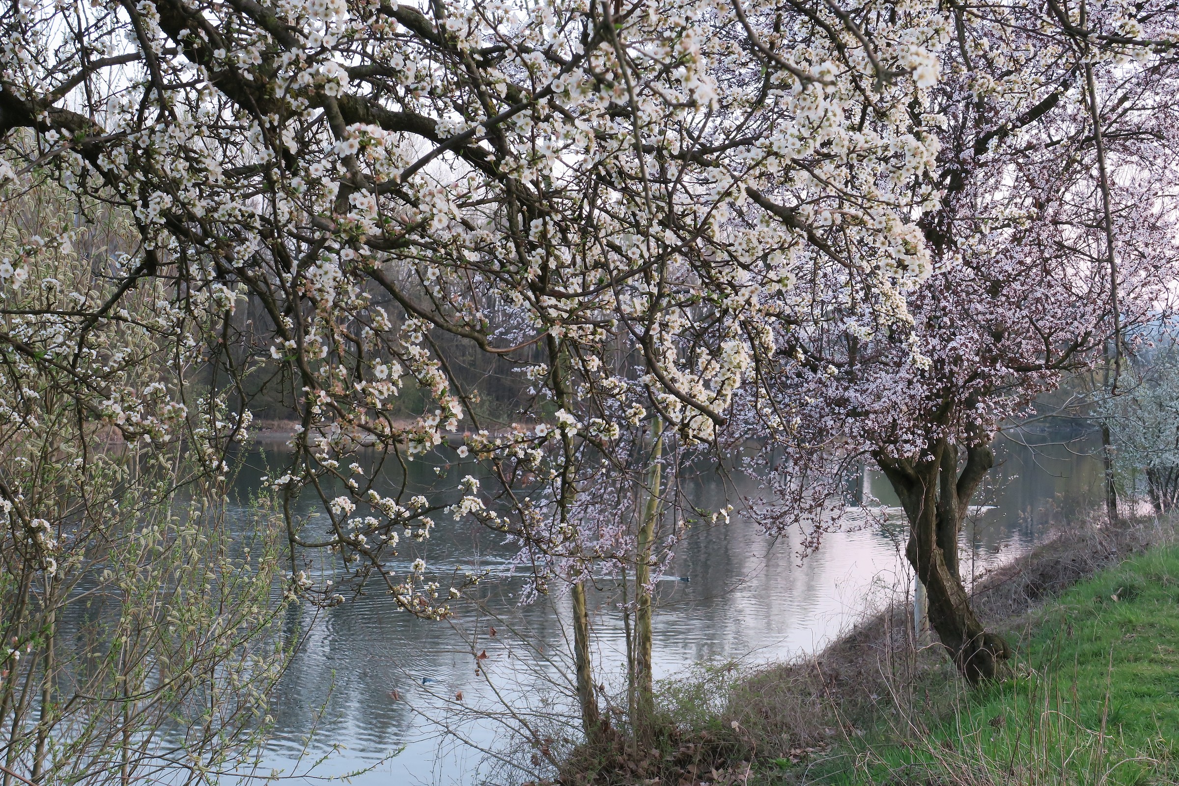 flowering trees on the banks of the Adda