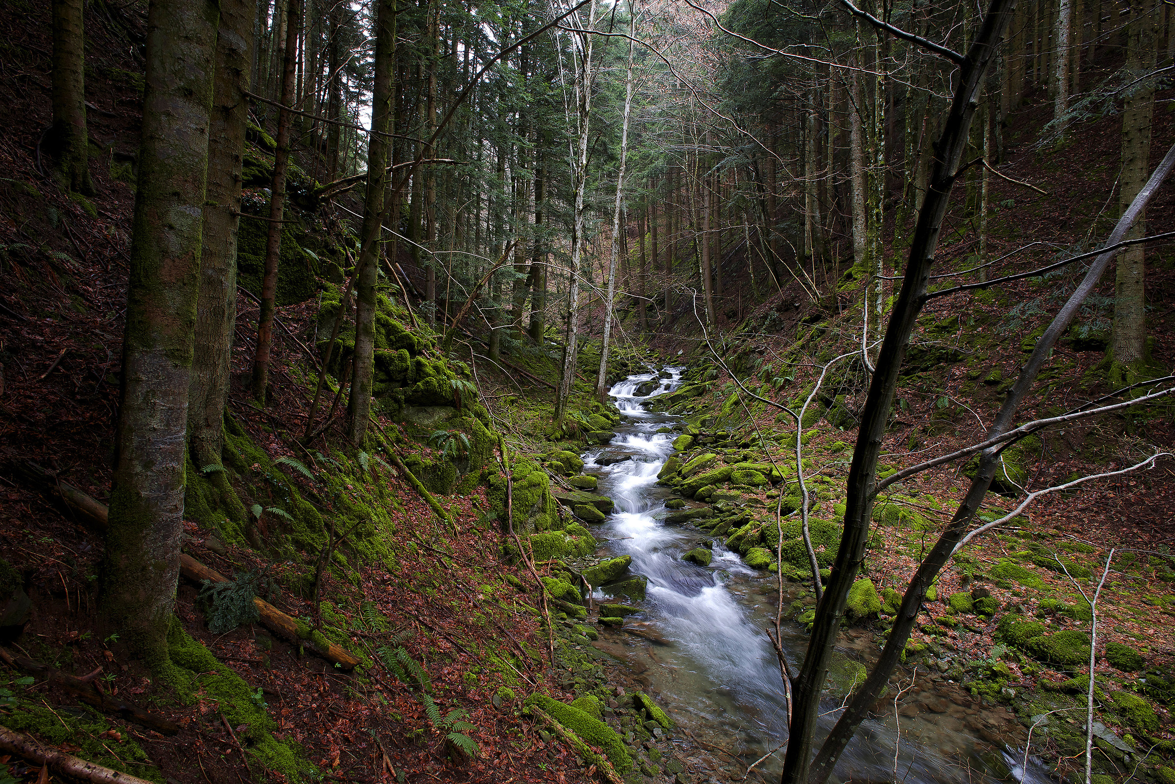 pn forests of Casentino forest camaldoli