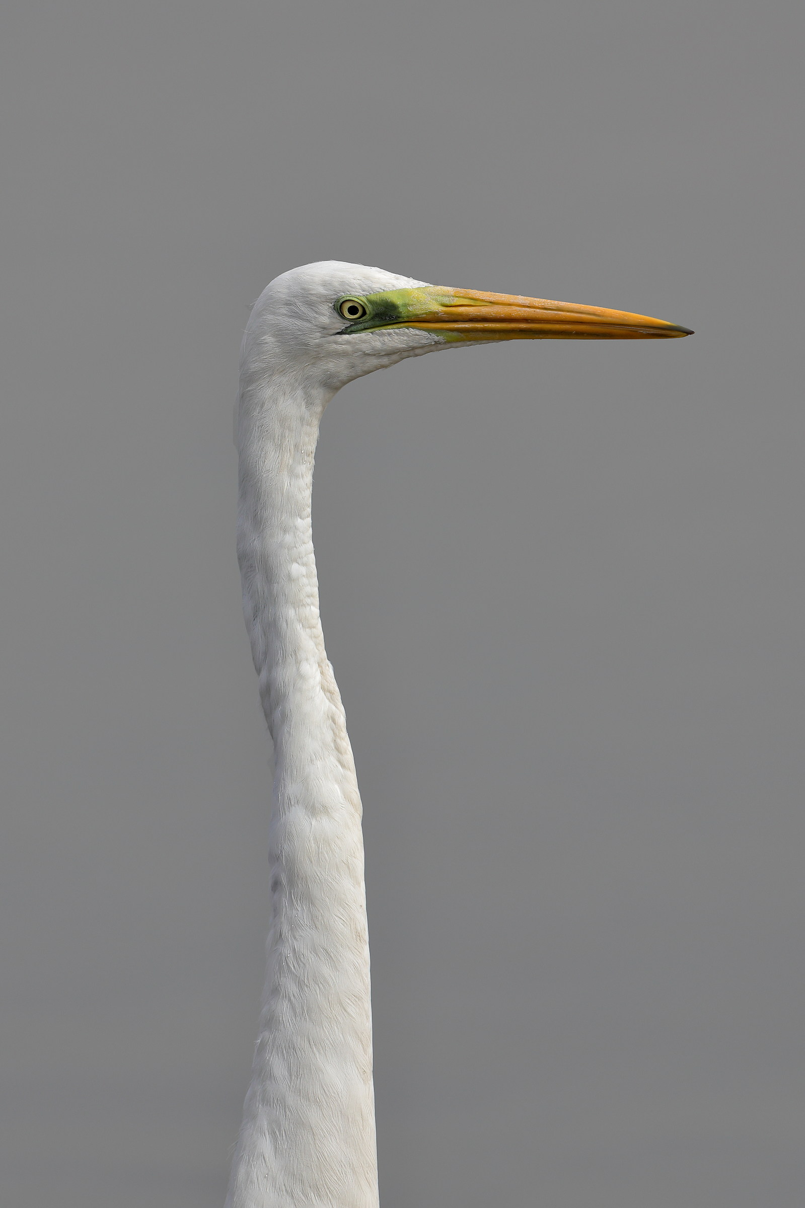 The long neck of the Great white egret