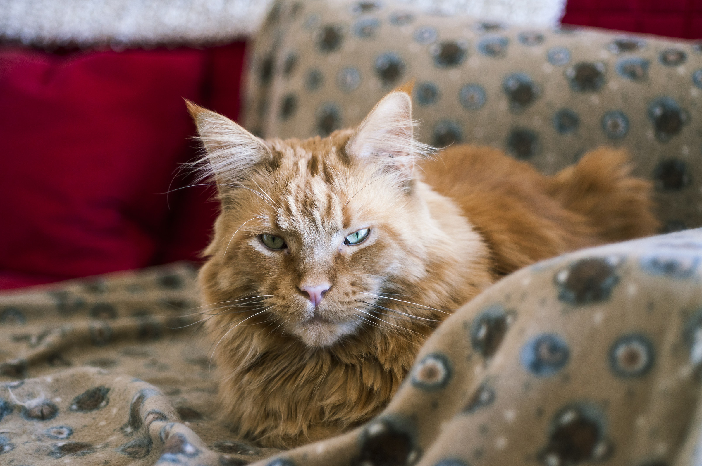 Test con Nikkor-H 50mm f2