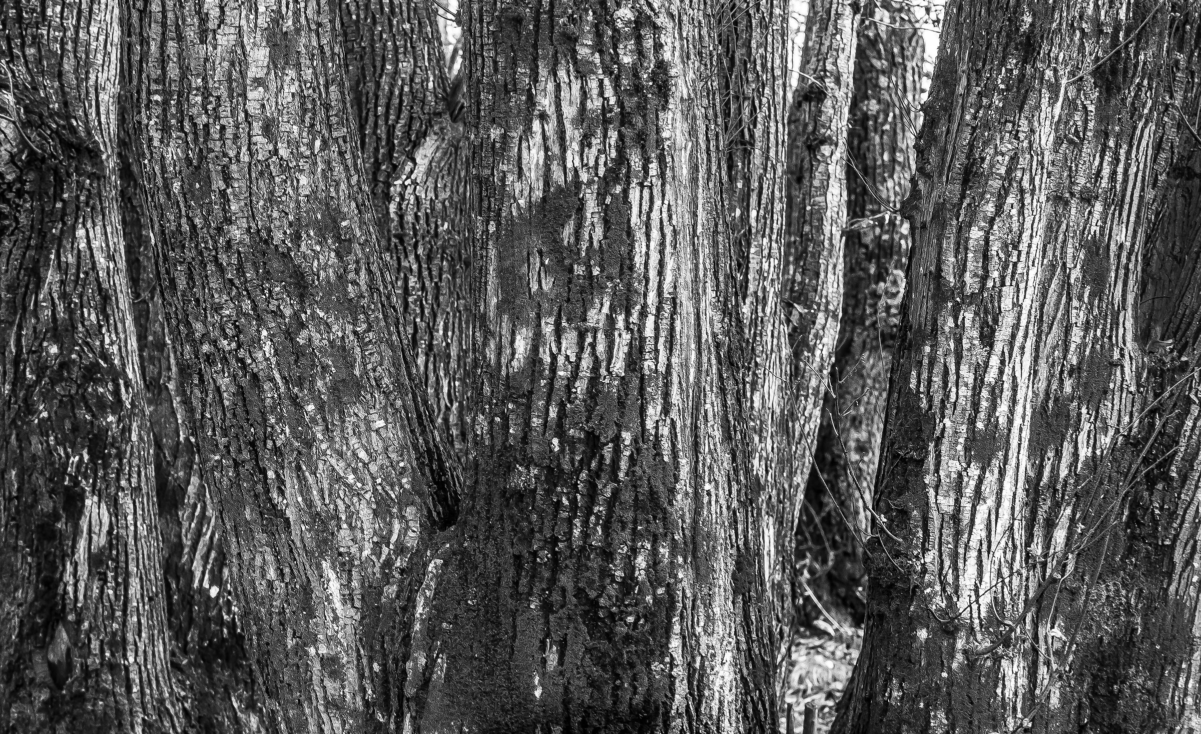 like us, the same strain