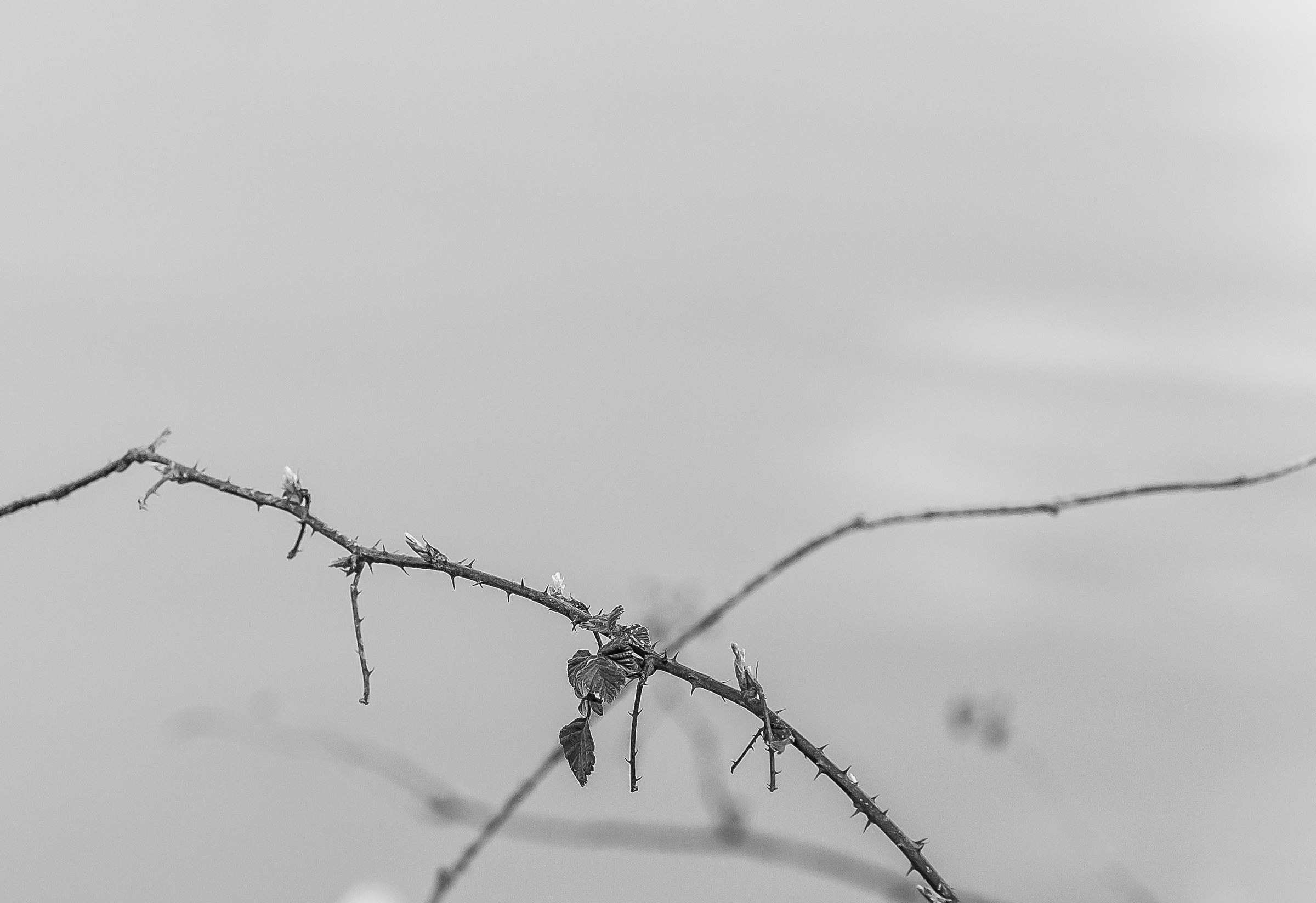 x Easter reminds me of the thorns