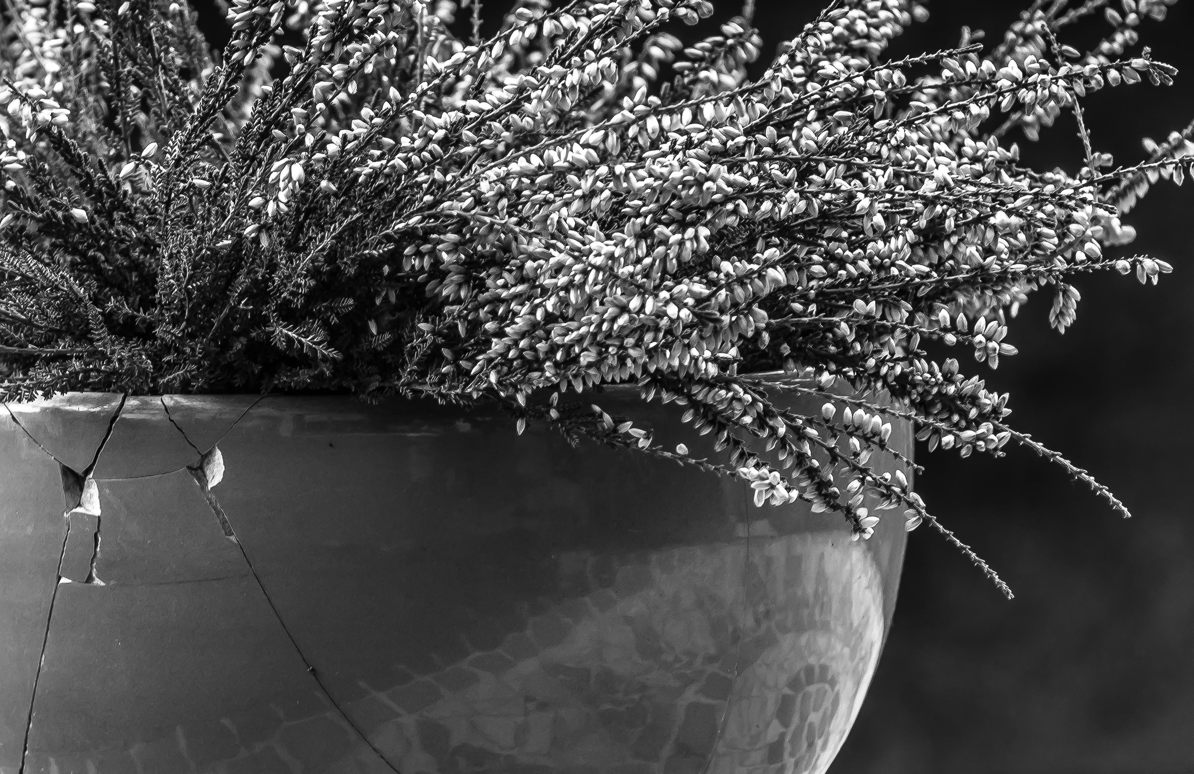 Heather breaks vasoandarsene