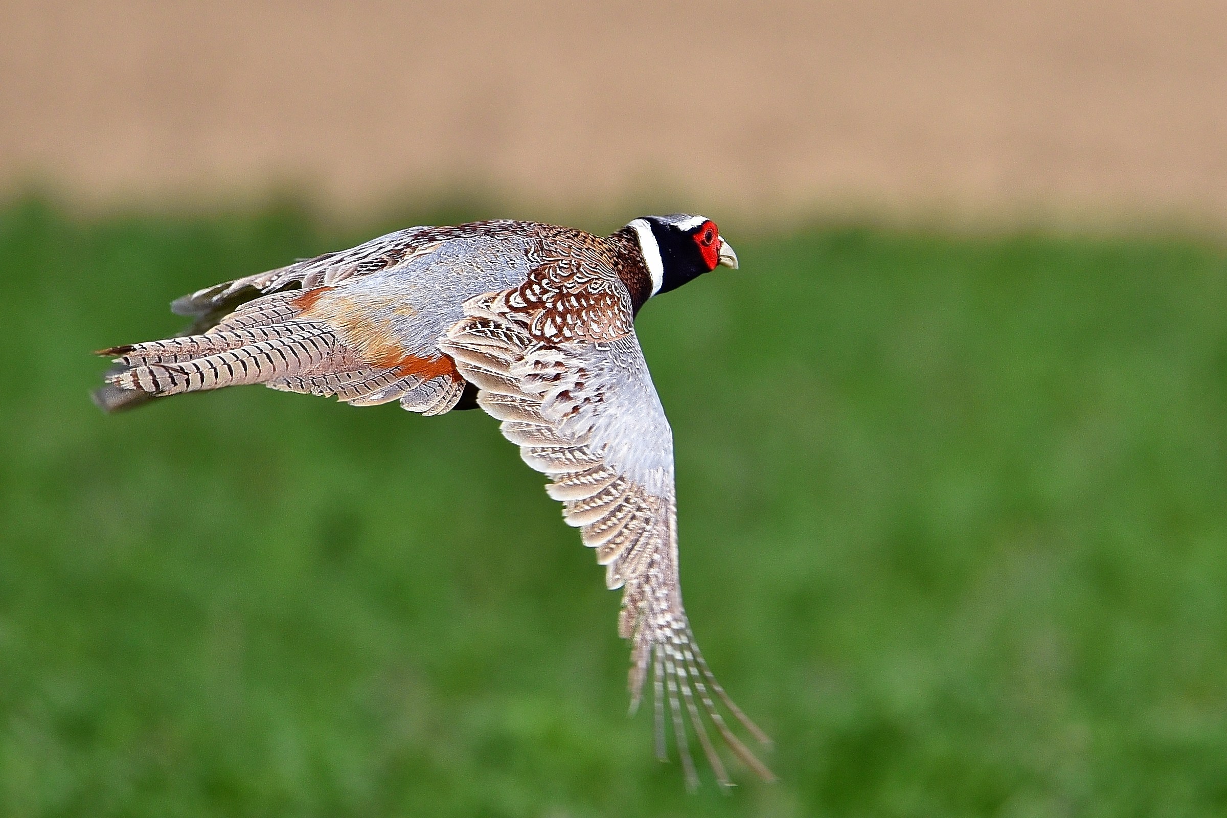 Pheasant in flight Male