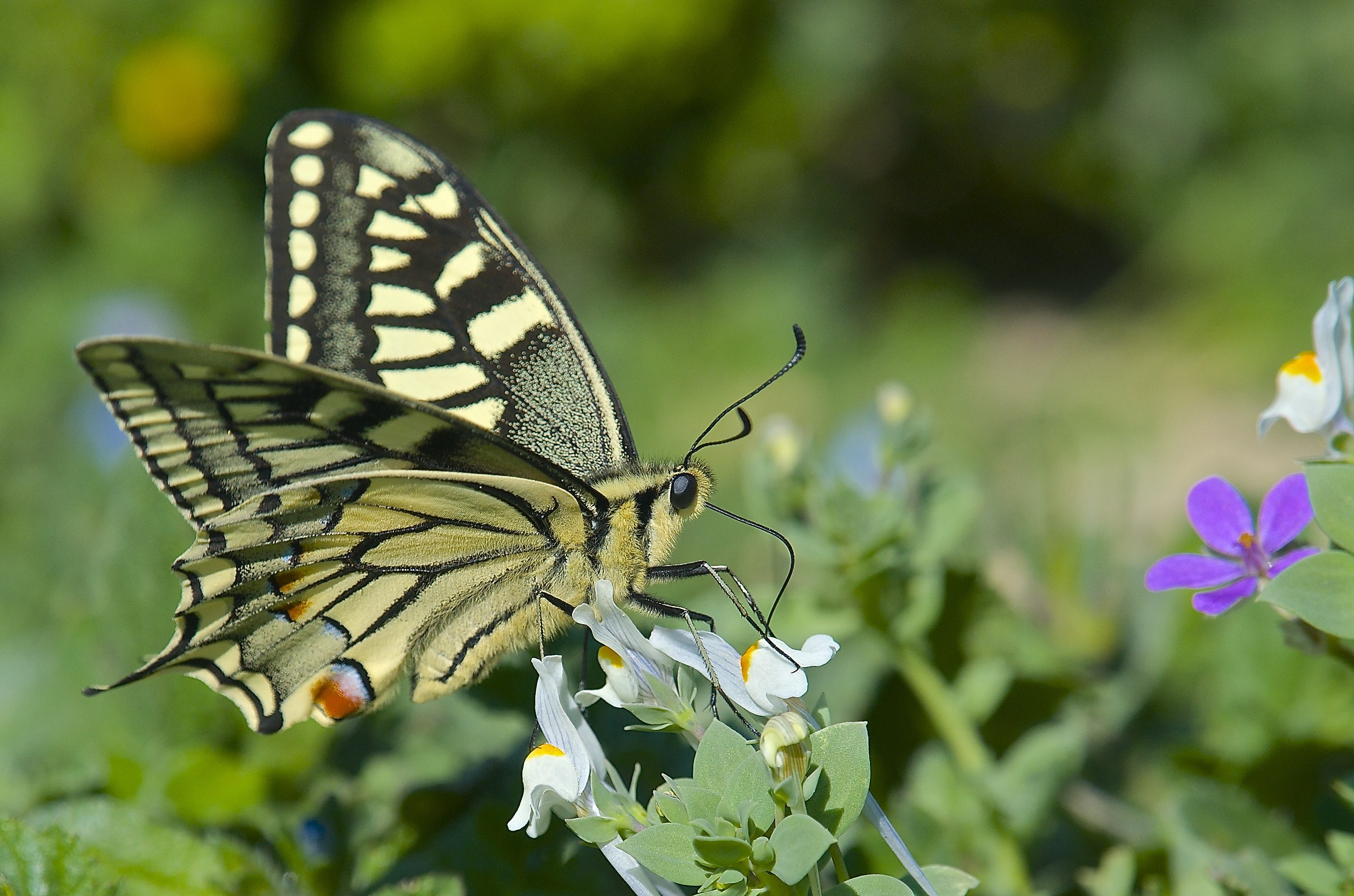 Papilio machaon