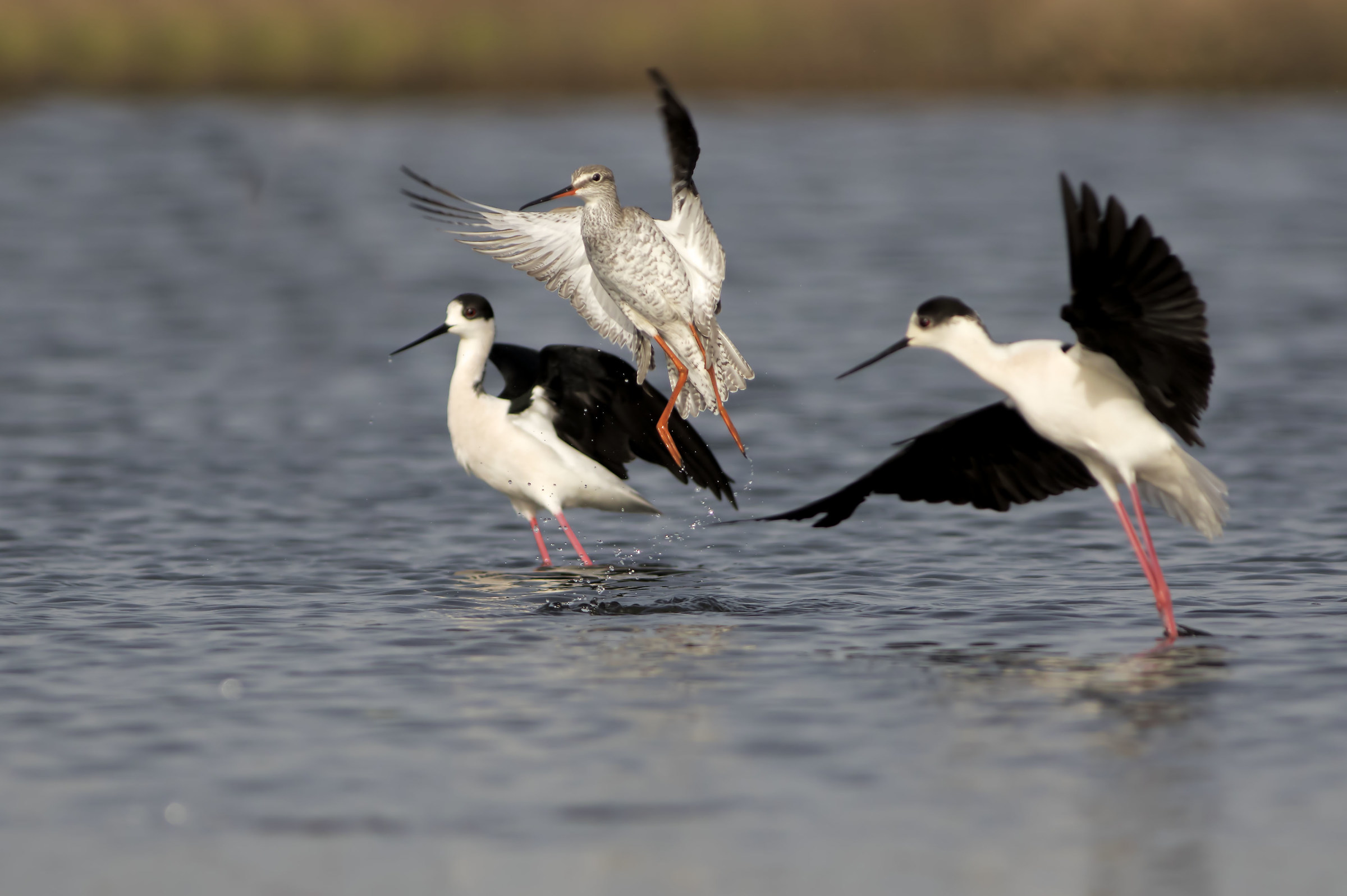 Spotted Redshank sottoscorta