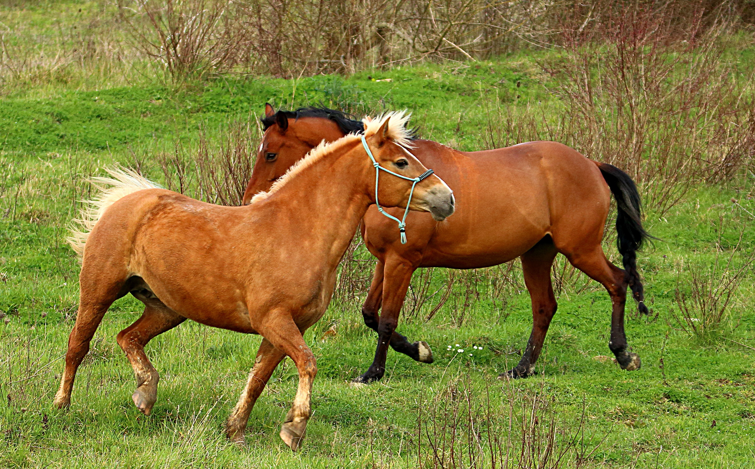 horses