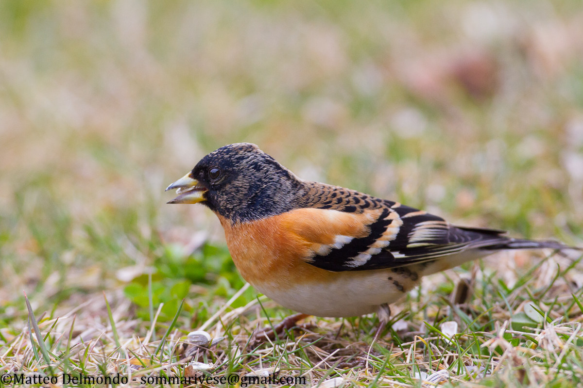 Brambling